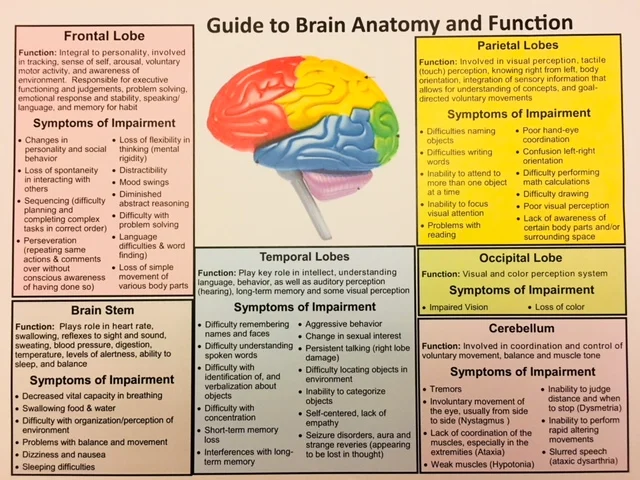 Anatomy of Brain Car Crash Image.jpg
