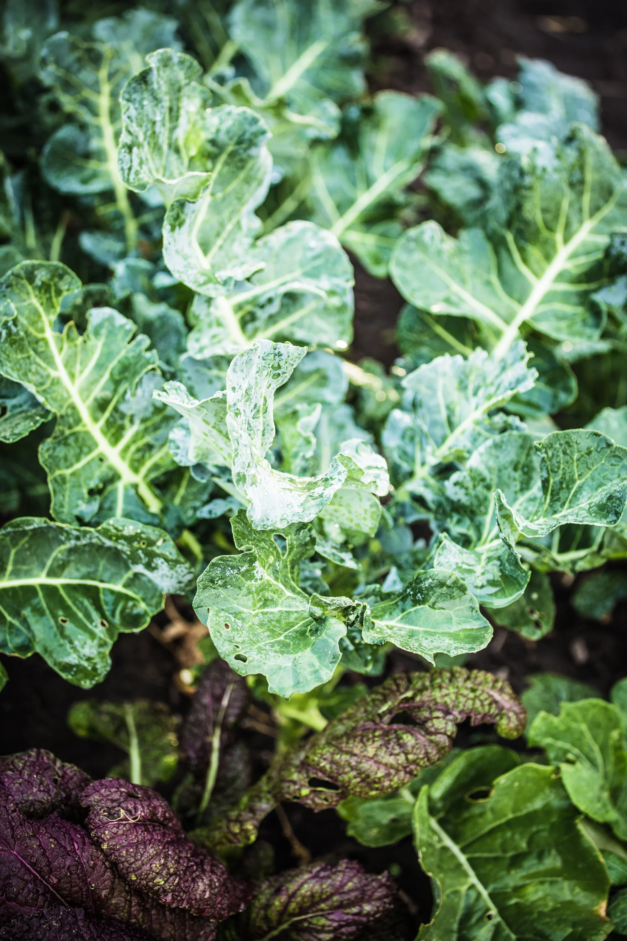 Rooted Gypsy Farms - Grand Junction, Colorado
