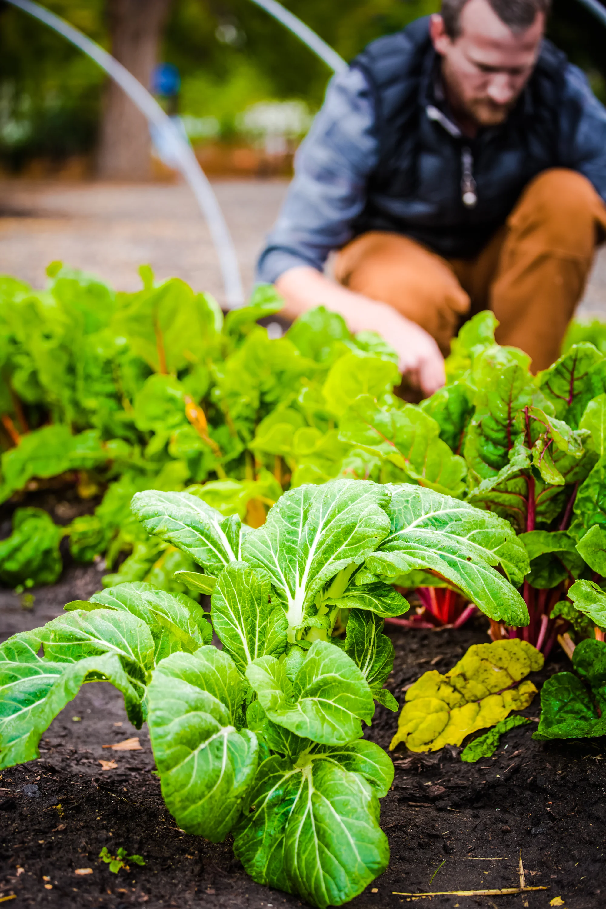 Rooted Gypsy Farms - Grand Junction, Colorado