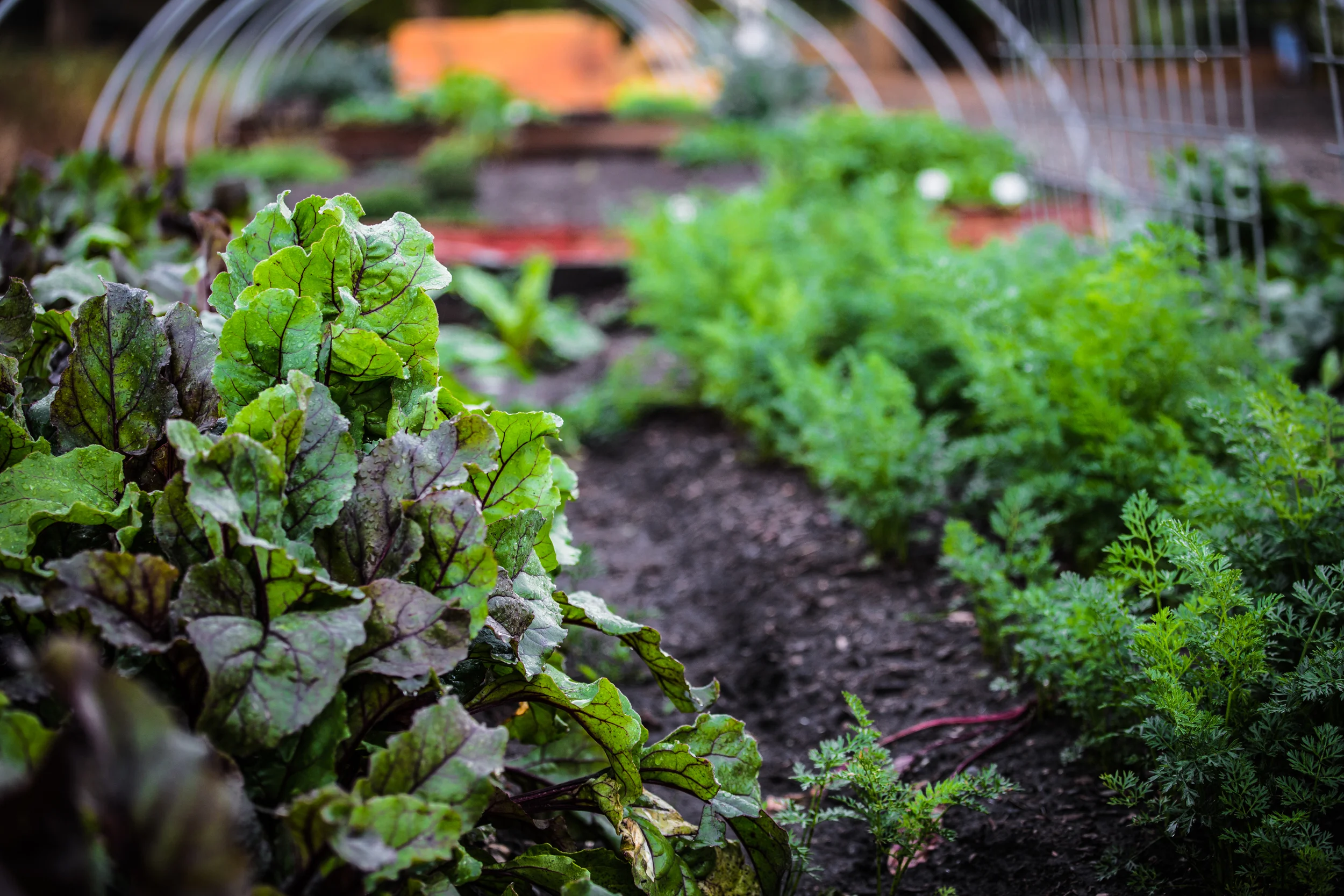 Rooted Gypsy Farms - Grand Junction, Colorado