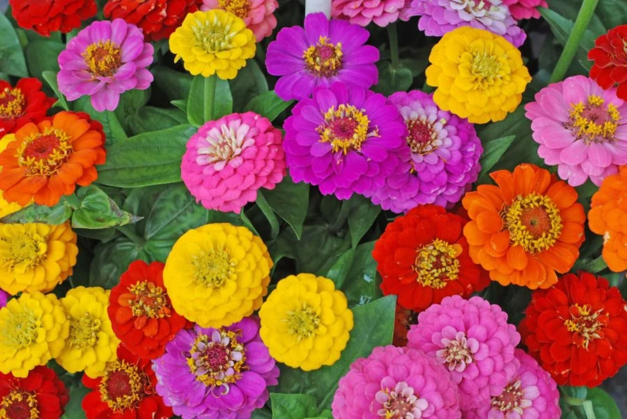 zinnia.jpg