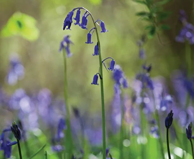 bluebells.jpg