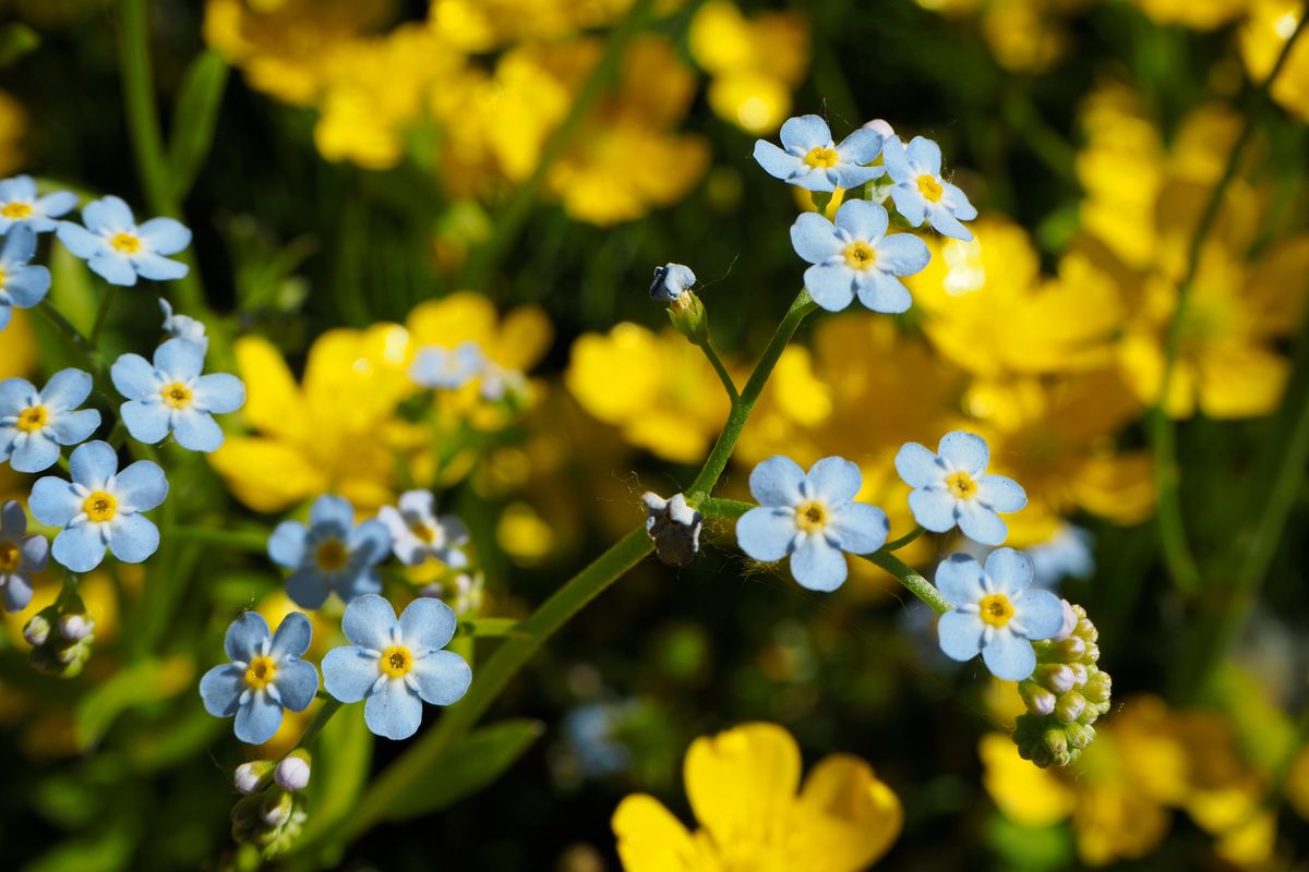forget me not.jpg
