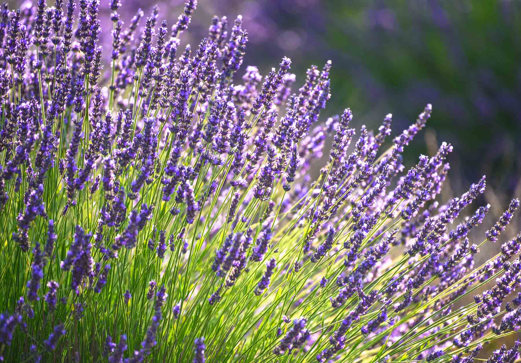 lavender.jpg