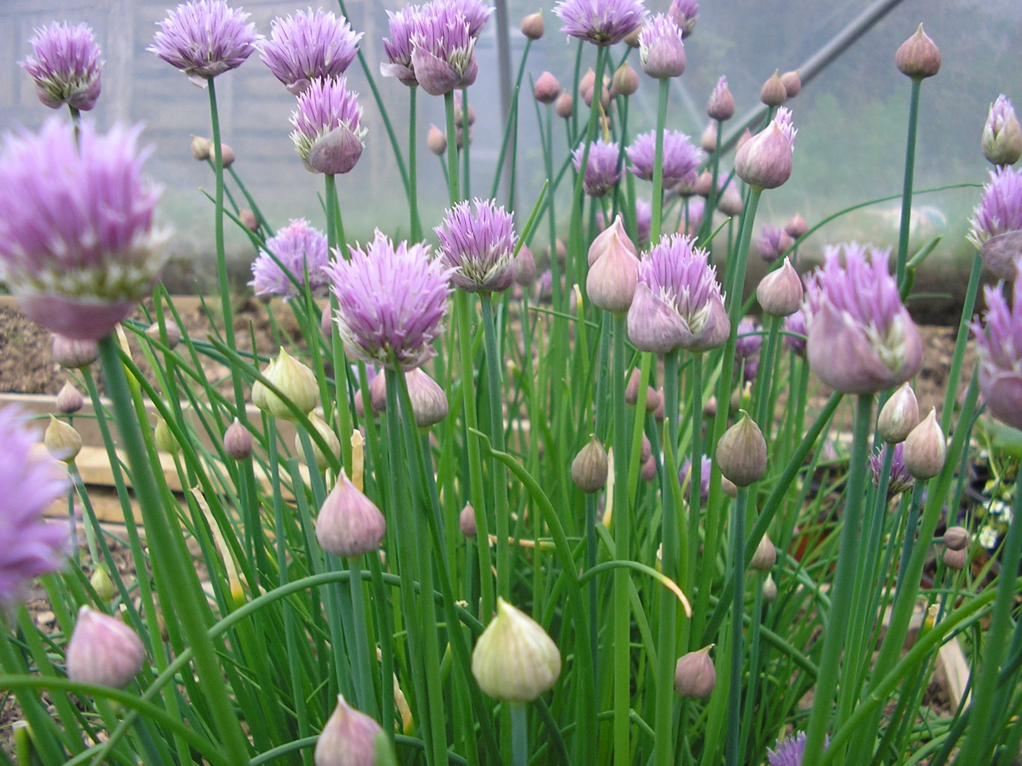 chive-flowers.jpg