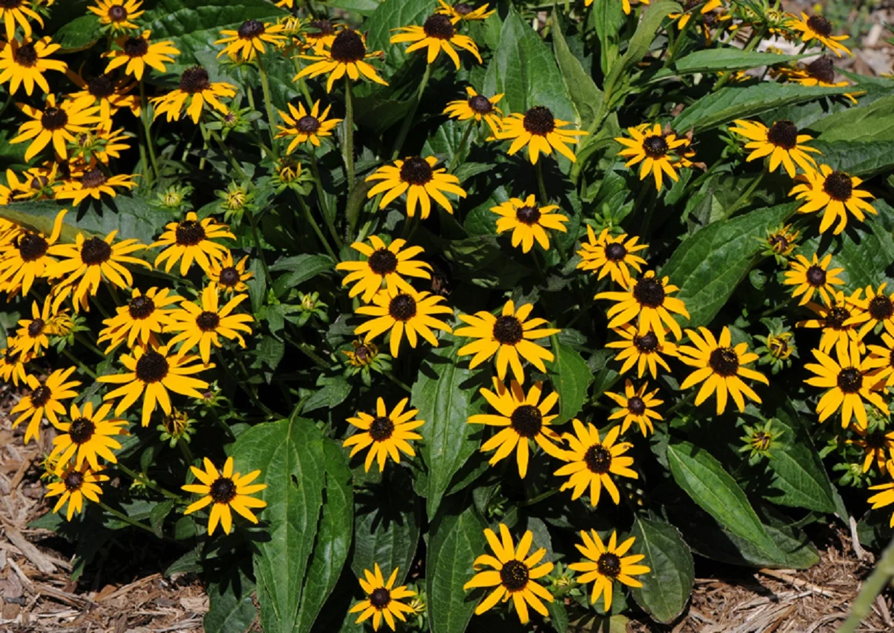 black eyed susan.jpg
