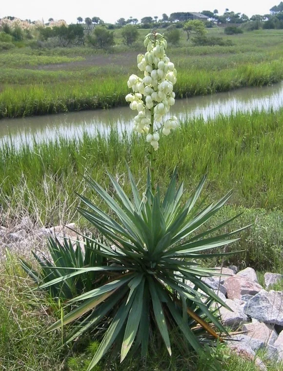 floweringyuccaplant.jpg