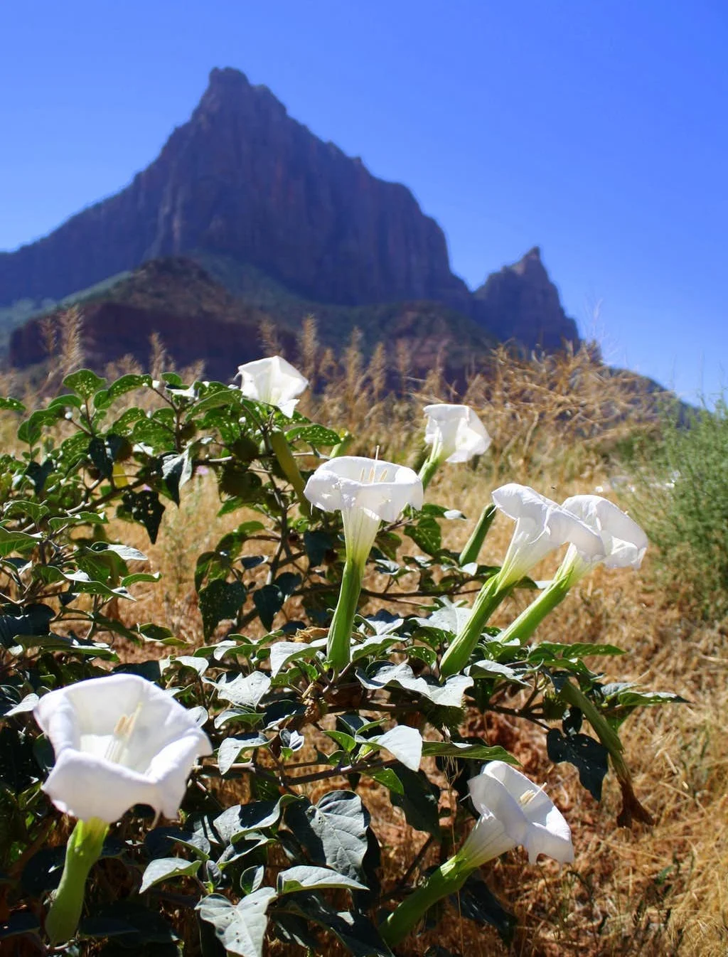 datura.jpg
