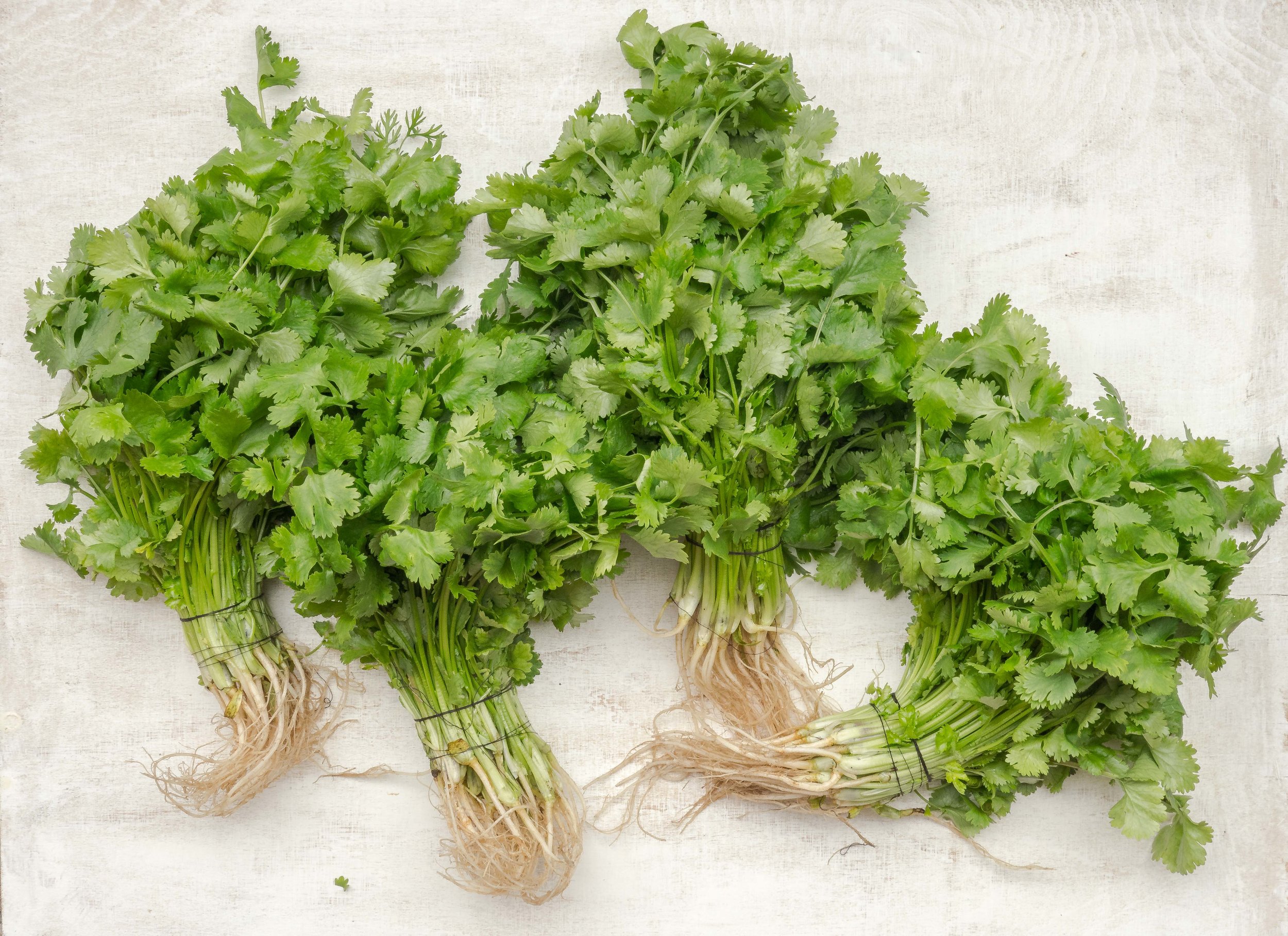 A spice and an herb all in one! Harvest the leaves (cilantro) or the seeds (coriander) for a truly unique taste that chefs and casual cooks can all appreciate.