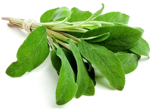 Sage comes in is a wide variety, some culinary and some not. It has a rich earthy flavor that is used in many hearty meals.