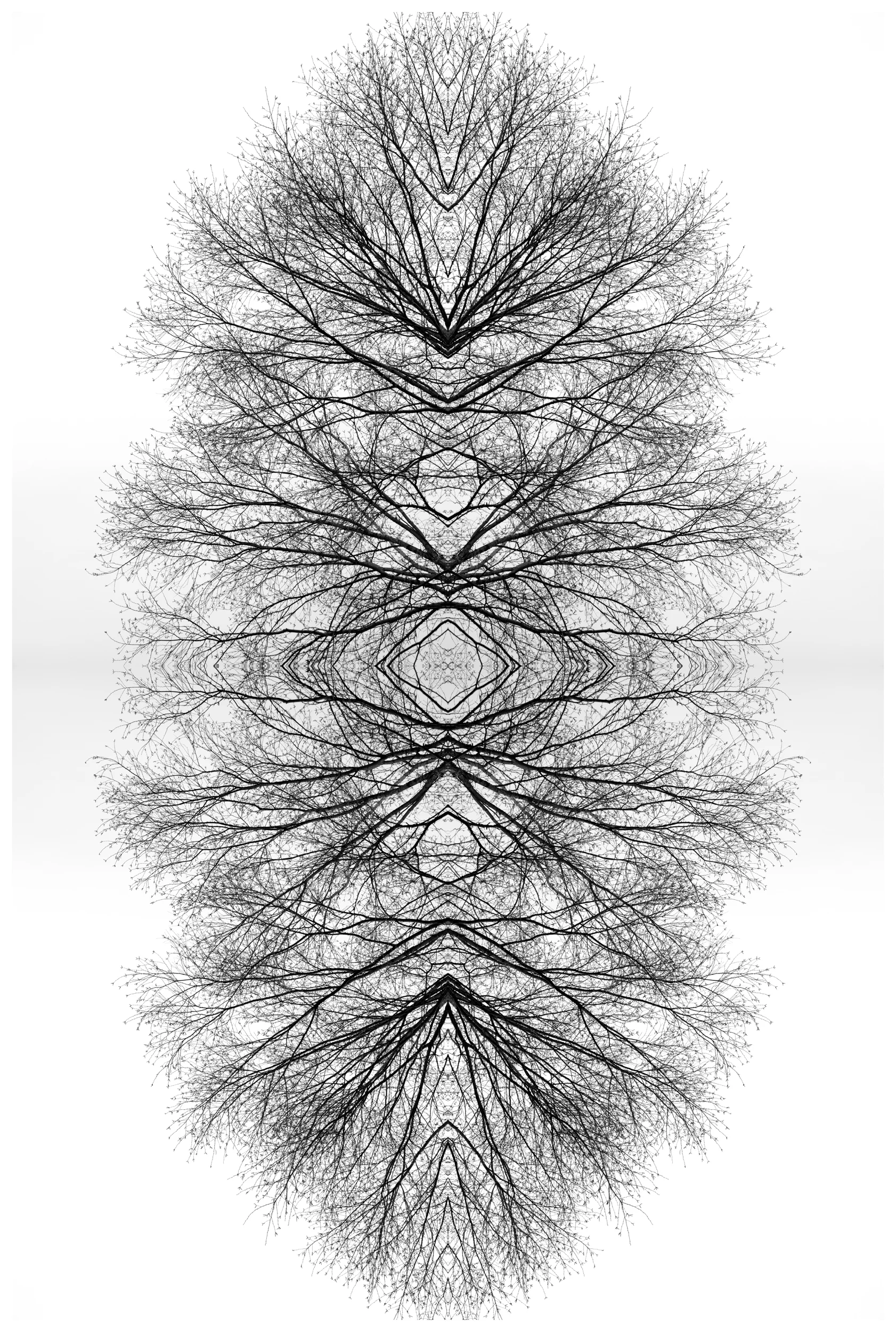 Tree 1.jpg