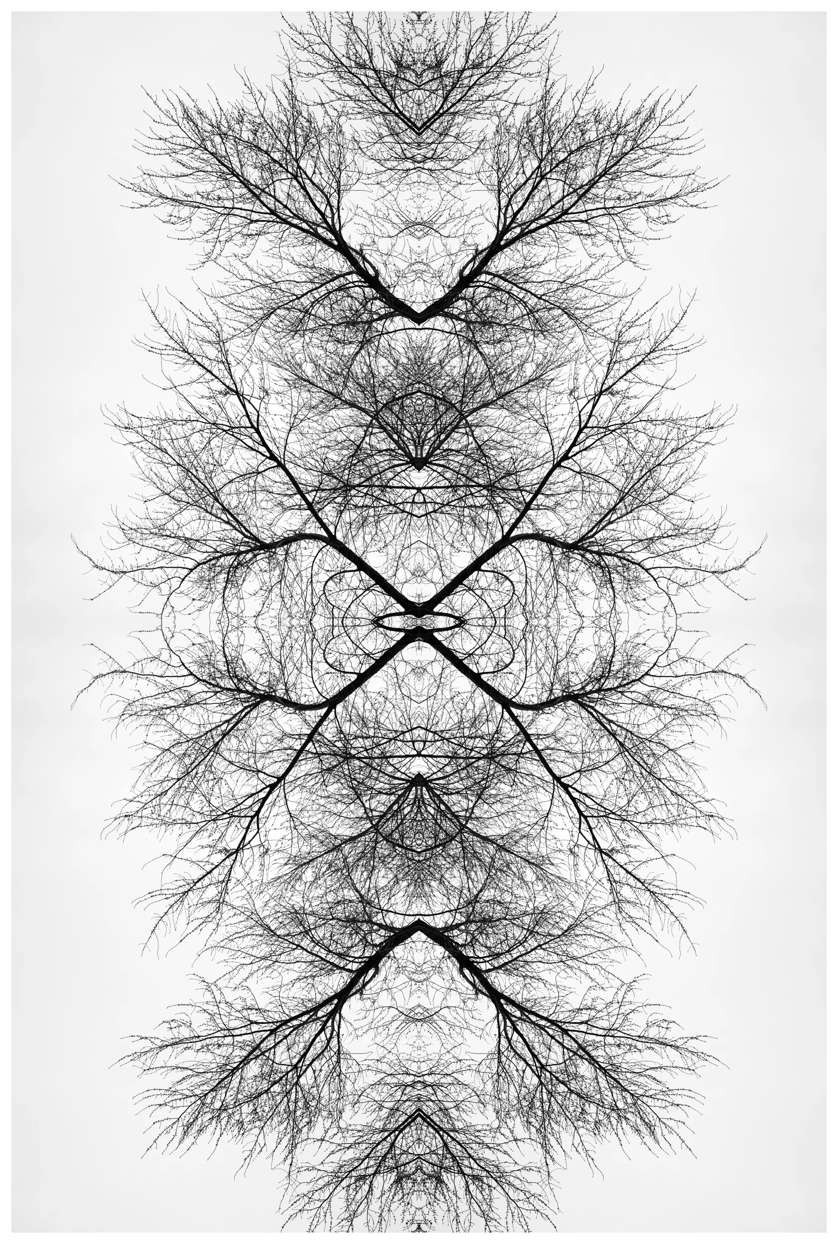 Tree 3.jpg