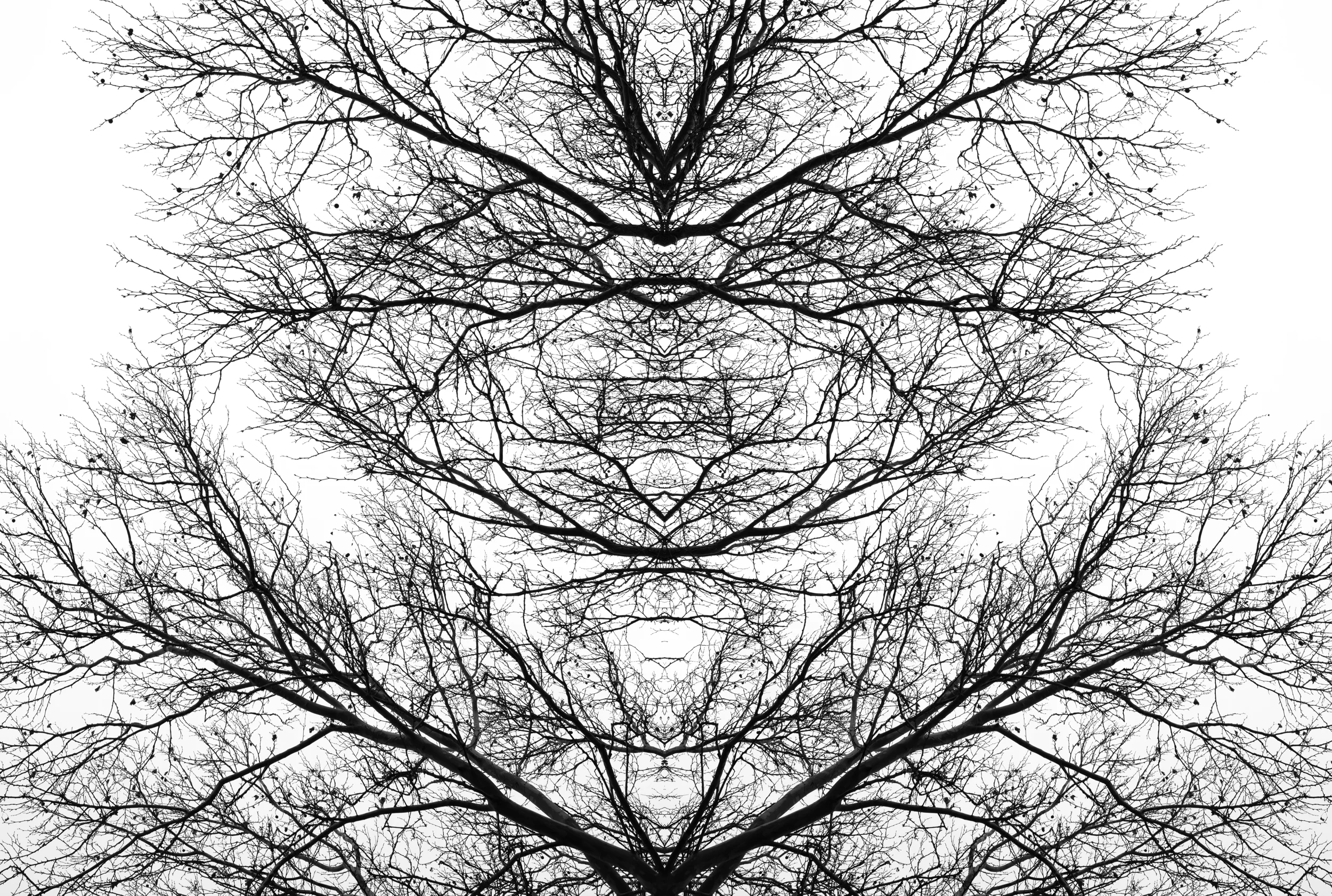 Tree 5-2.jpg