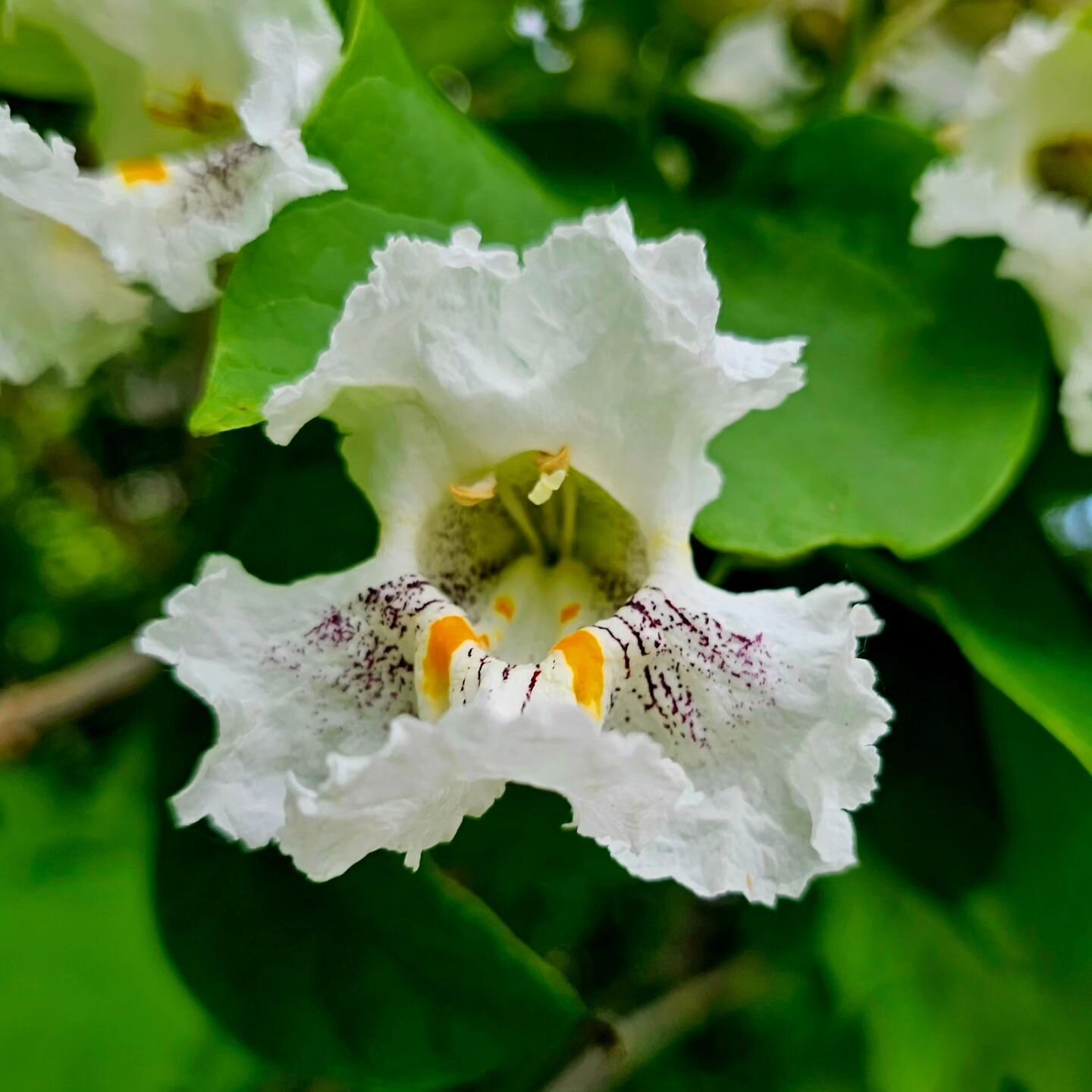 I used to call the catalpa tree a trash tree. I think because they popped up everywhere and grew at an insane rate and back when I used to rake, the leaf size was almost unmanageable.  These days, I find myself loving them.  Look at these flowers on 