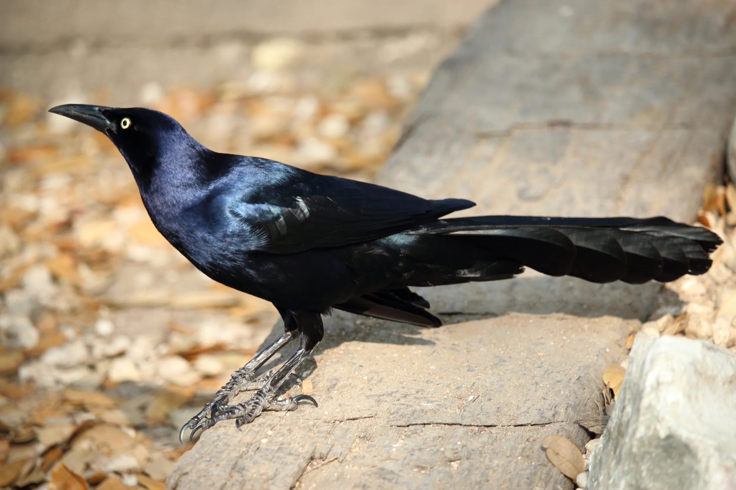 Grackle.JPG