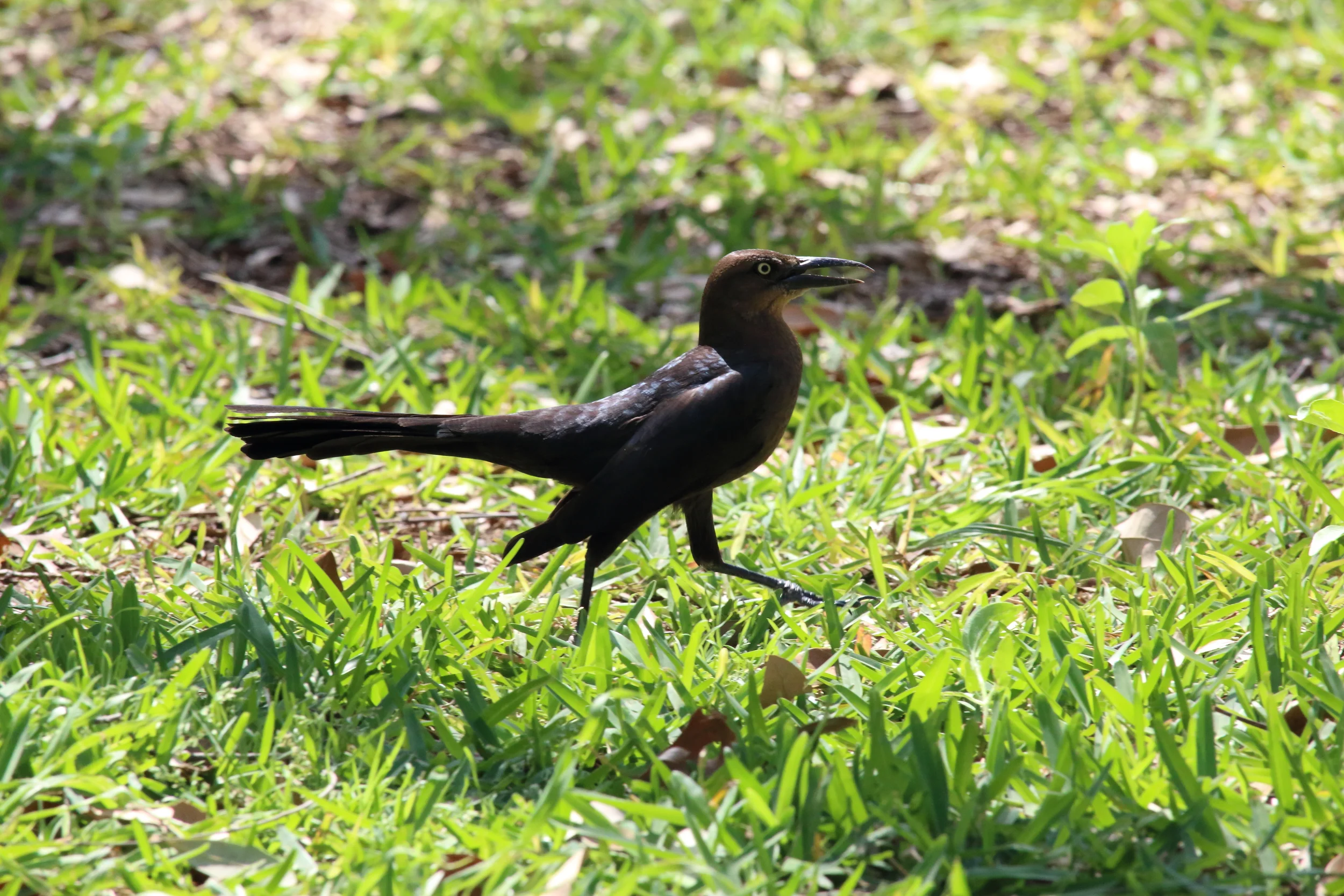 Squawk Bird.JPG
