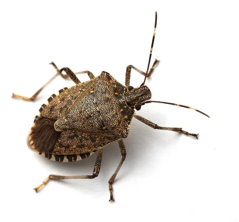 To say there is an infestation would be inaccurate but the stink bugs are everywhere.