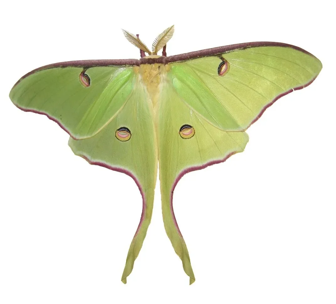 Actias luna