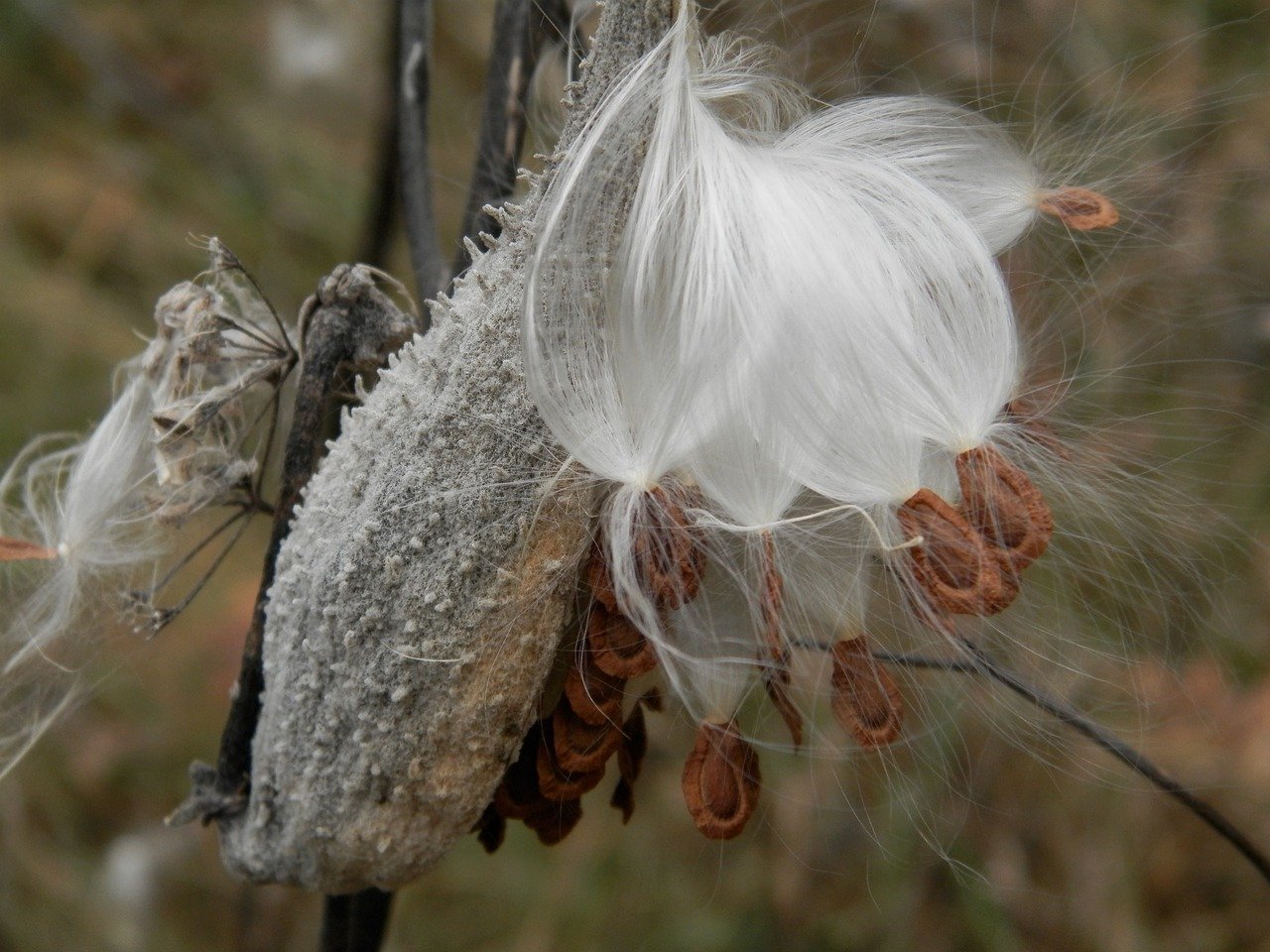 MILKWEEDS 9.15