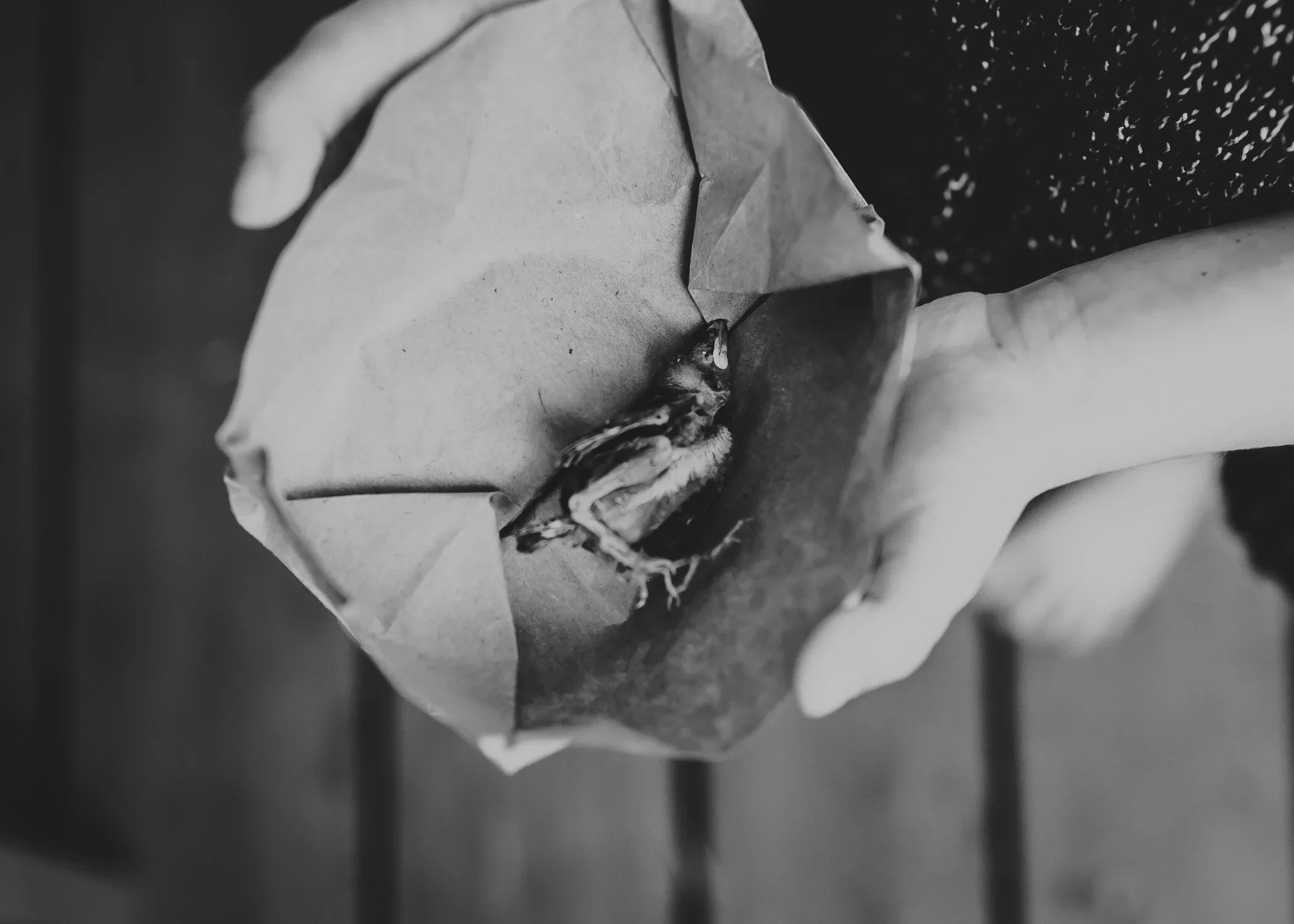 in memoriam | dear baby bird