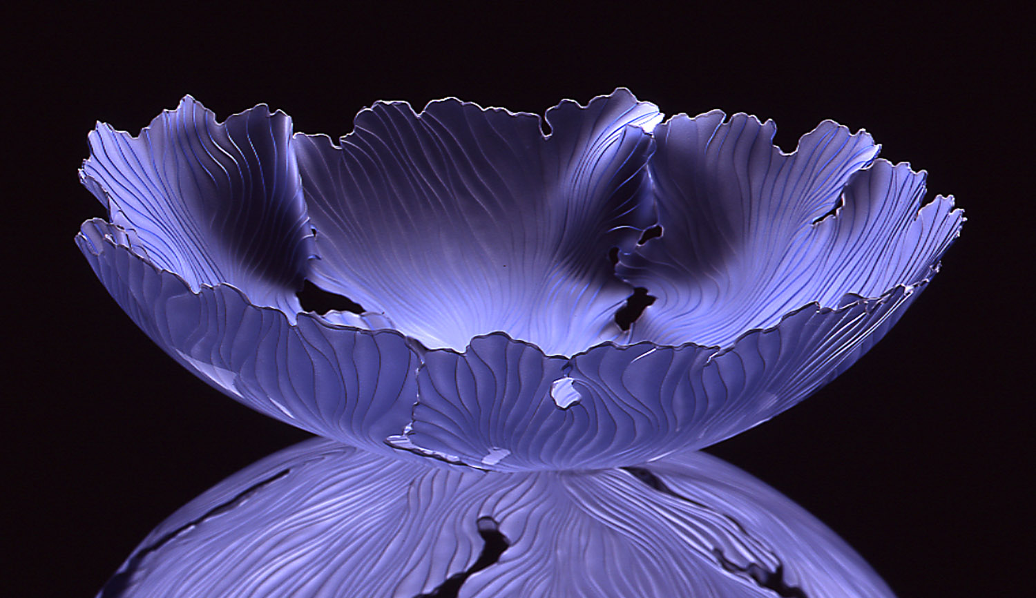 Light violet anemone.jpg