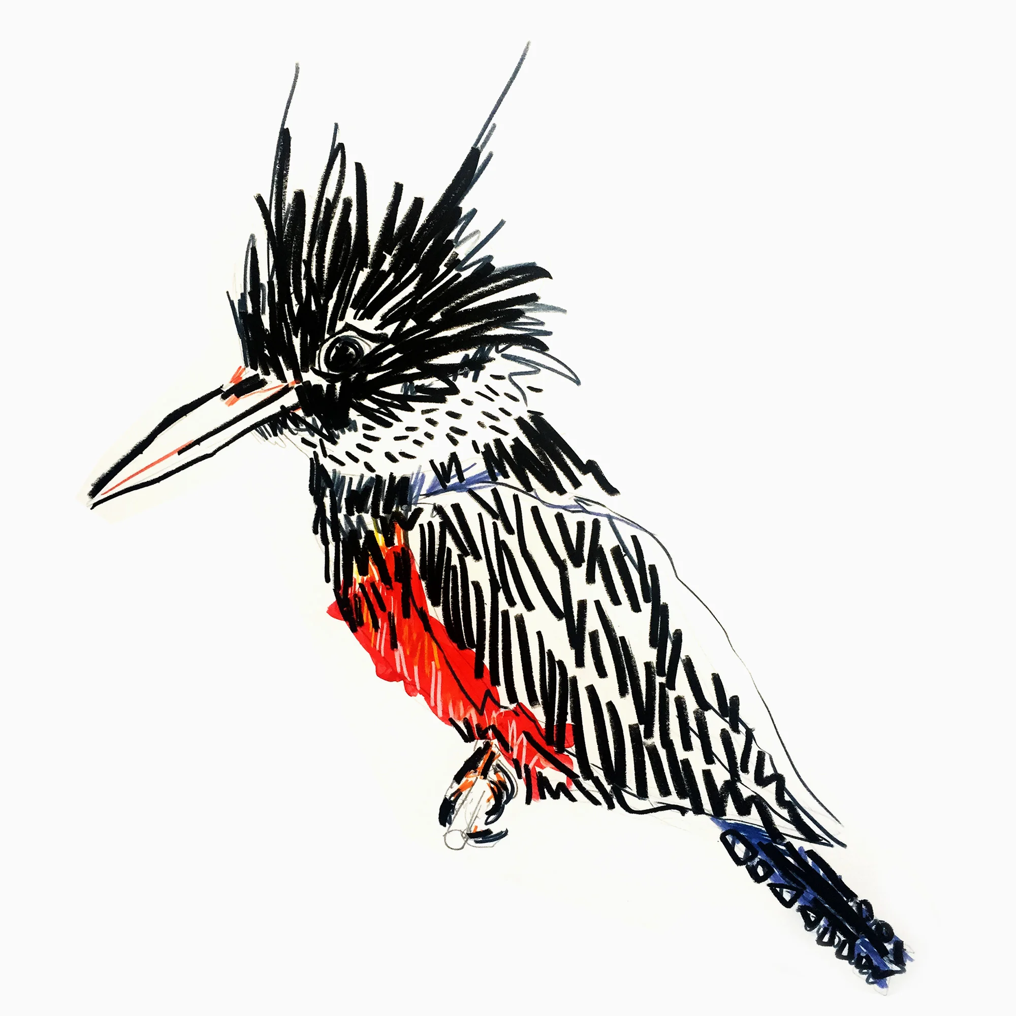 Kingfisher