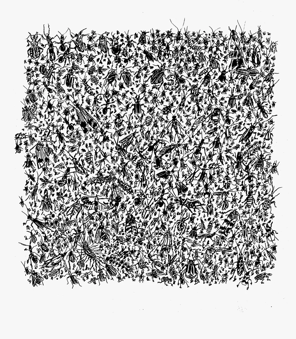 800 insects in a 12" x 12" square #1