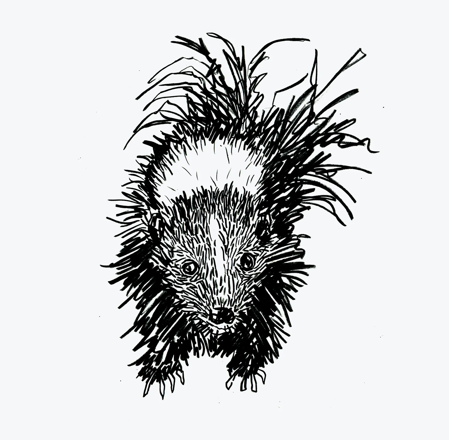 American Skunk