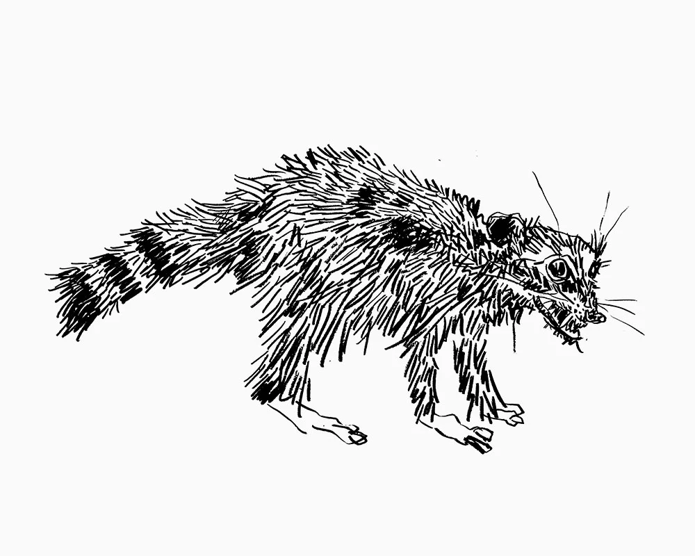 Raccoon
