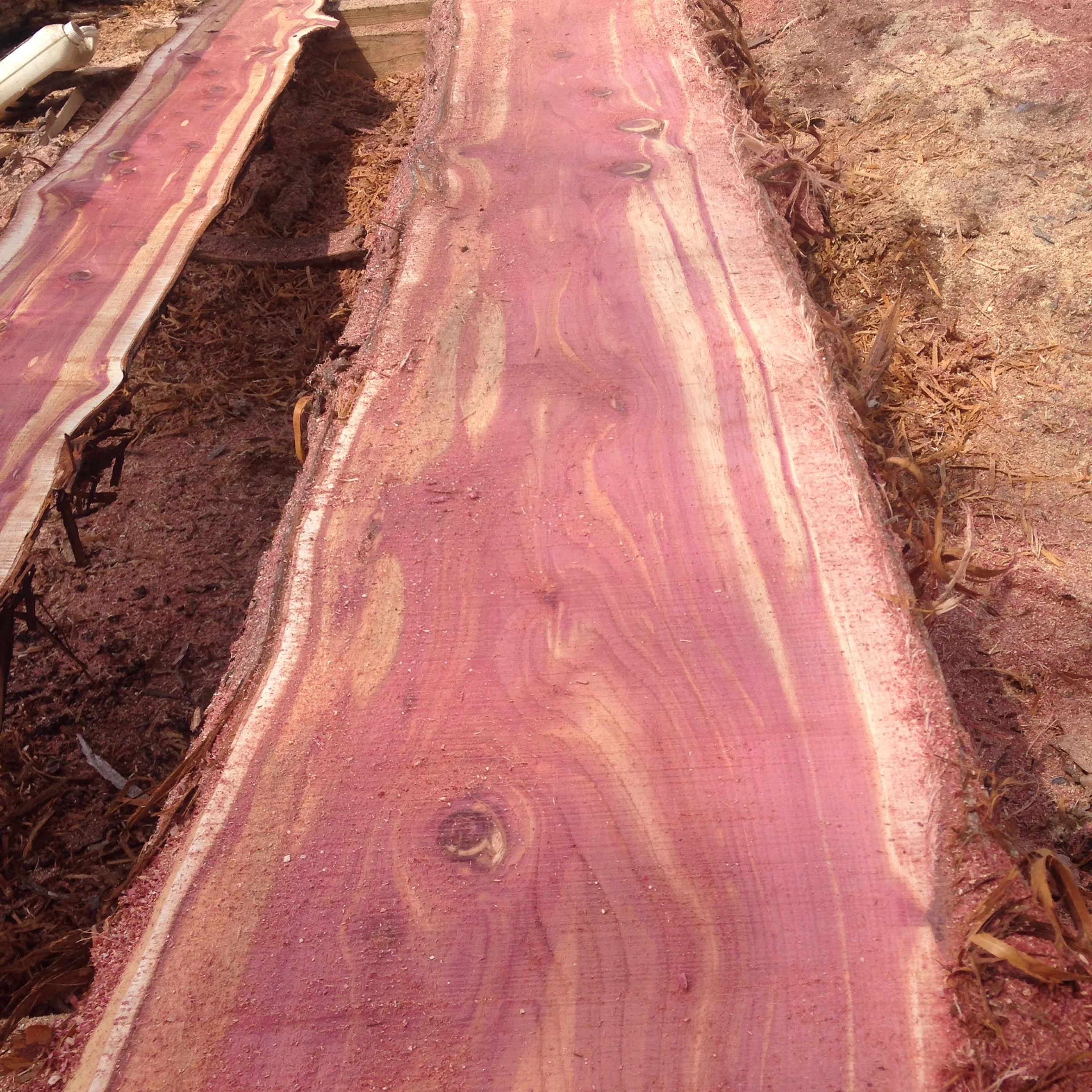 Eastern Red Cedar