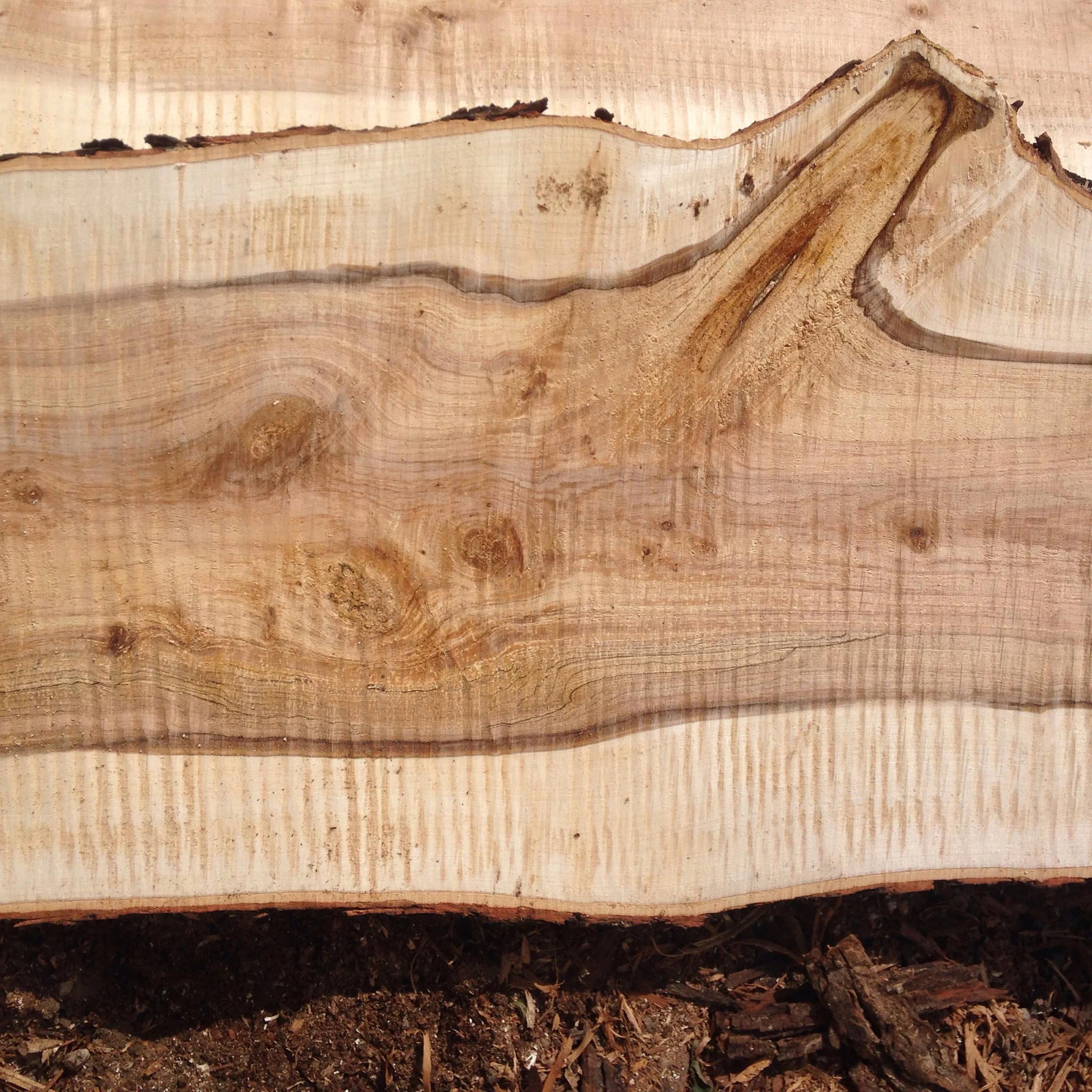 Silver Maple Slab