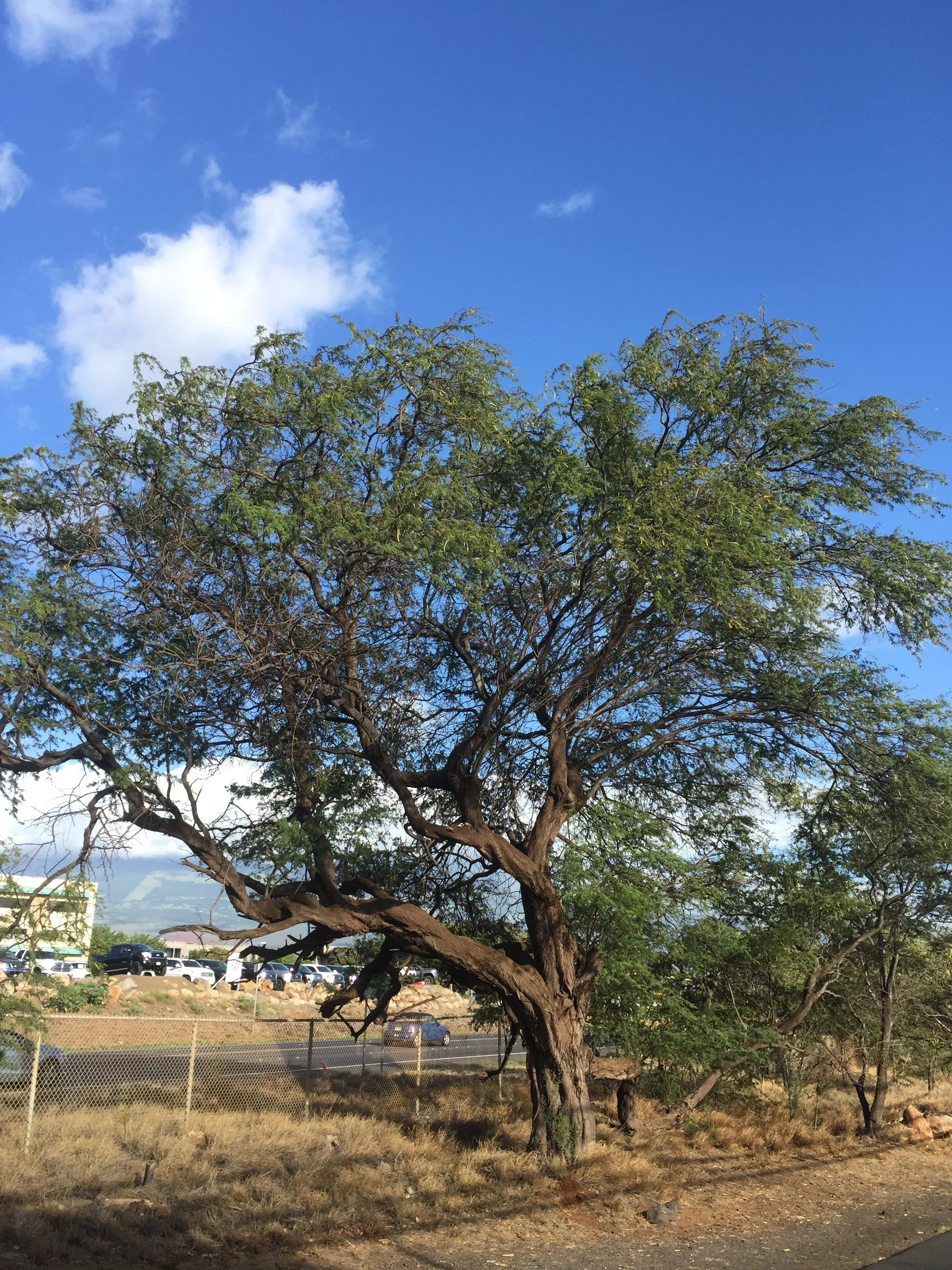 This is one of my favorite Kiawe trees that I pass every day. I love the way it has one long branch that is like an arm.