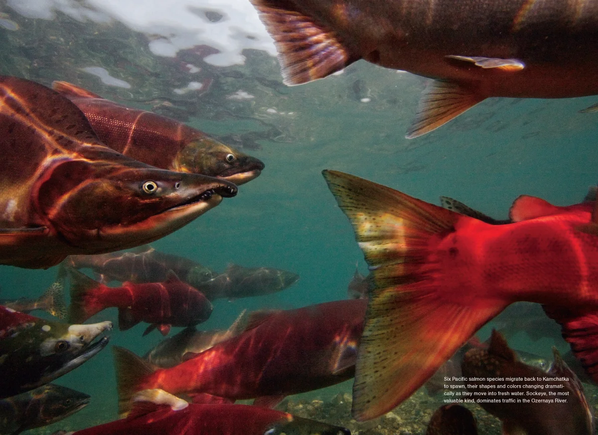 Kamchatka Salmon MM7593-2.jpg