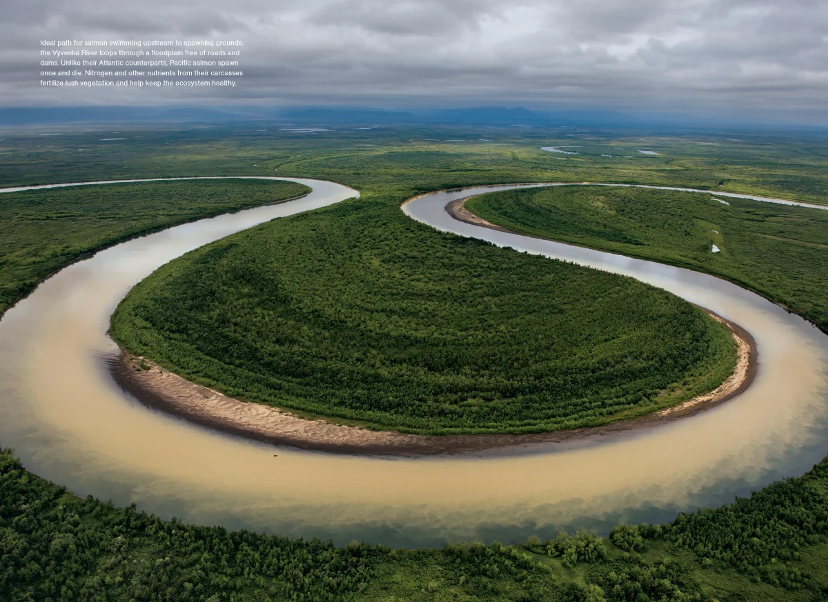 Kamchatka Salmon MM7593-6.jpg