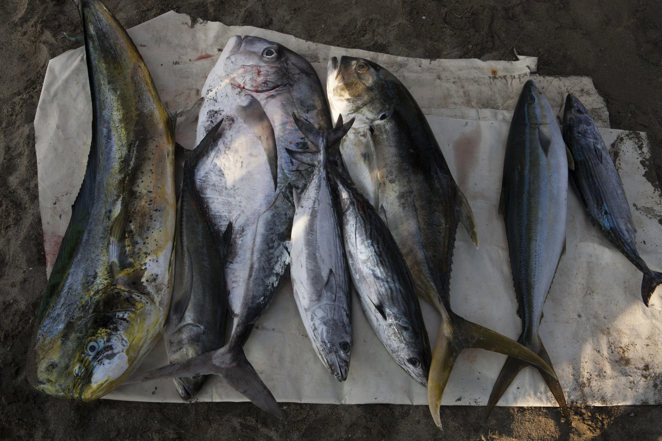 Mahi-Mahi, Bonita, Black Shipjack, Sierra, Wahoo, Tuna, are an assortment of some of the fish that are caught in the waters of Zihuatanejo. ©Gail Fisher 