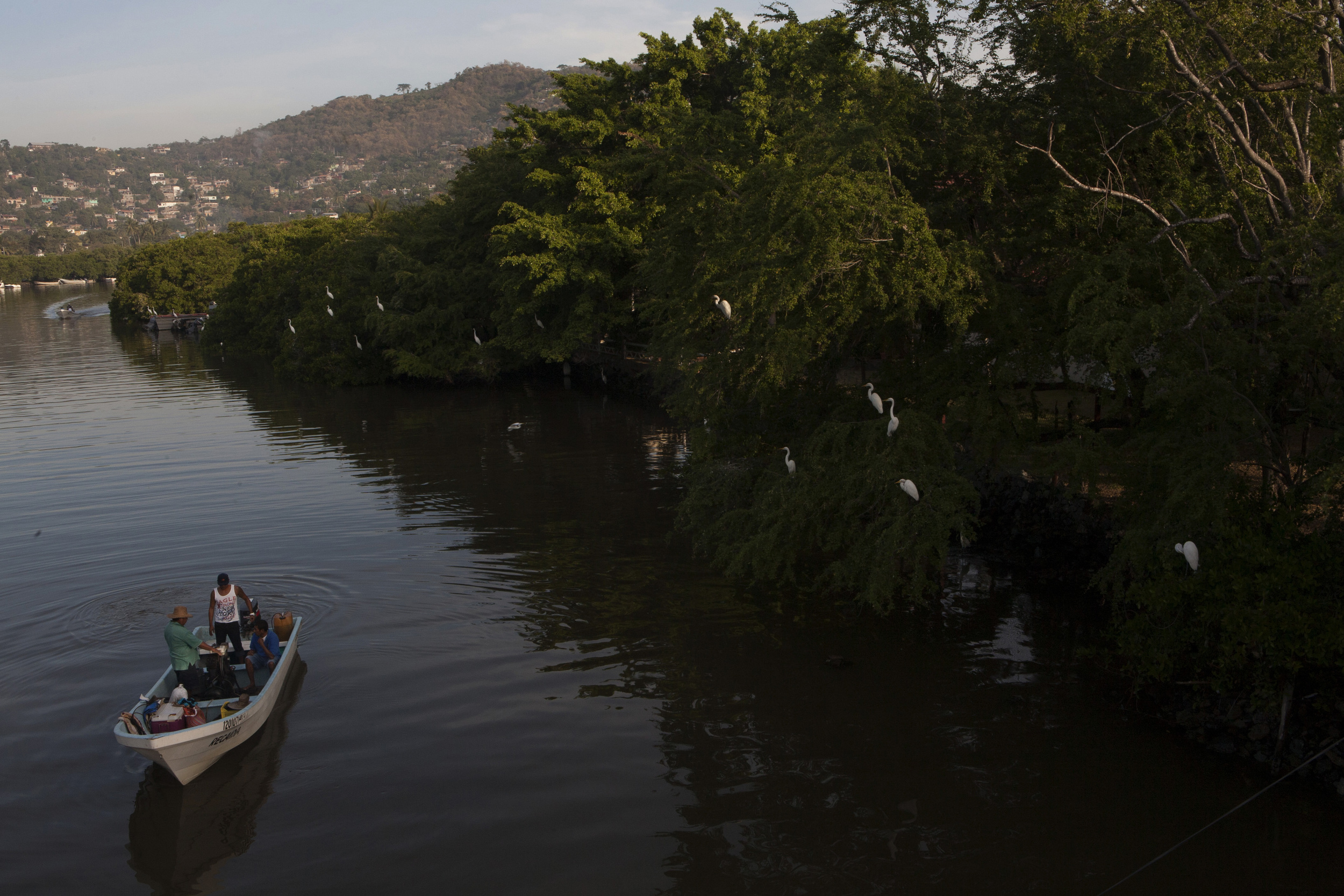  Along the trees, perched on branches, during the morning hours, Great Egrets nest in the inlet leading to the Muelle Pier in the Bay of Zihuatanejo. &nbsp;©Gail Fisher 