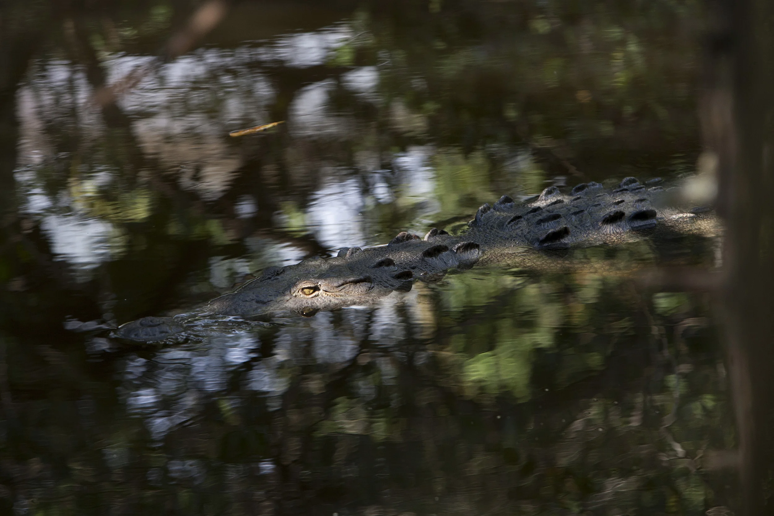 Located at Playa La Ropa, diners at El Manglar from table side, can observe American Crocodiles swimming through the mangrove trees. Earlier in the week, the Fire Department had to remove one of these crocs from Zihua's beach when it wandered out of the estuary. ©Gail Fisher