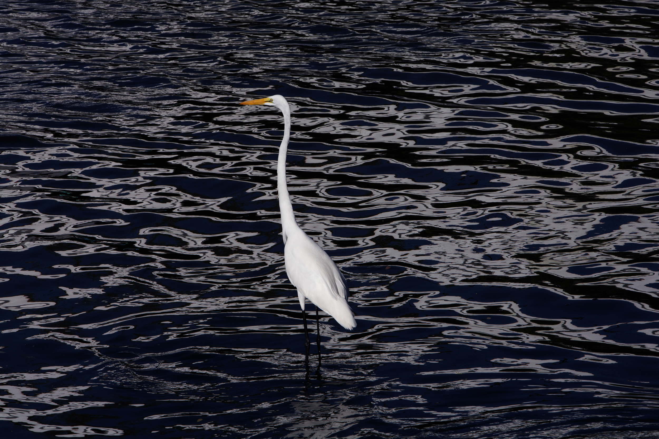  The magic of Zihuatanejo is in early morning light, when the colors seem to vibrate and give life to reflections on a Great Egret in the placid inlet off the Bay. ©Gail Fisher 