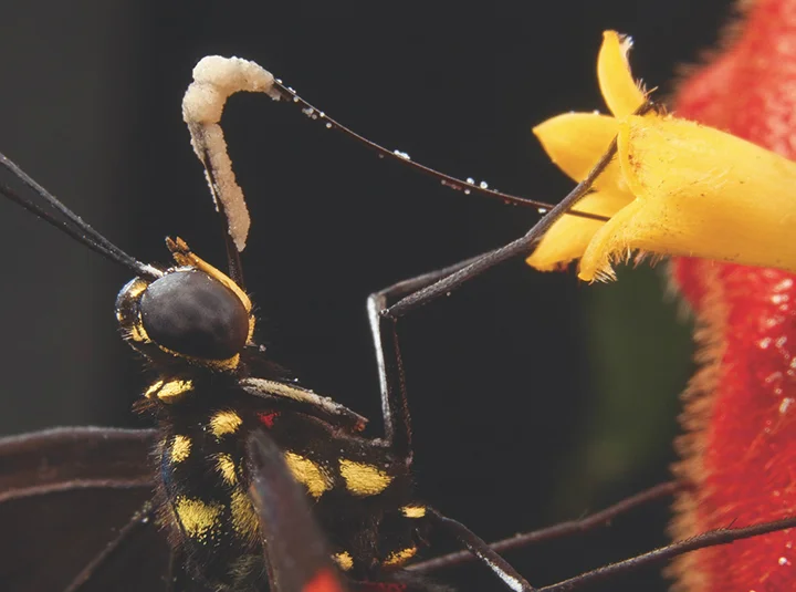 20151201POLLINATORS07aa.jpg