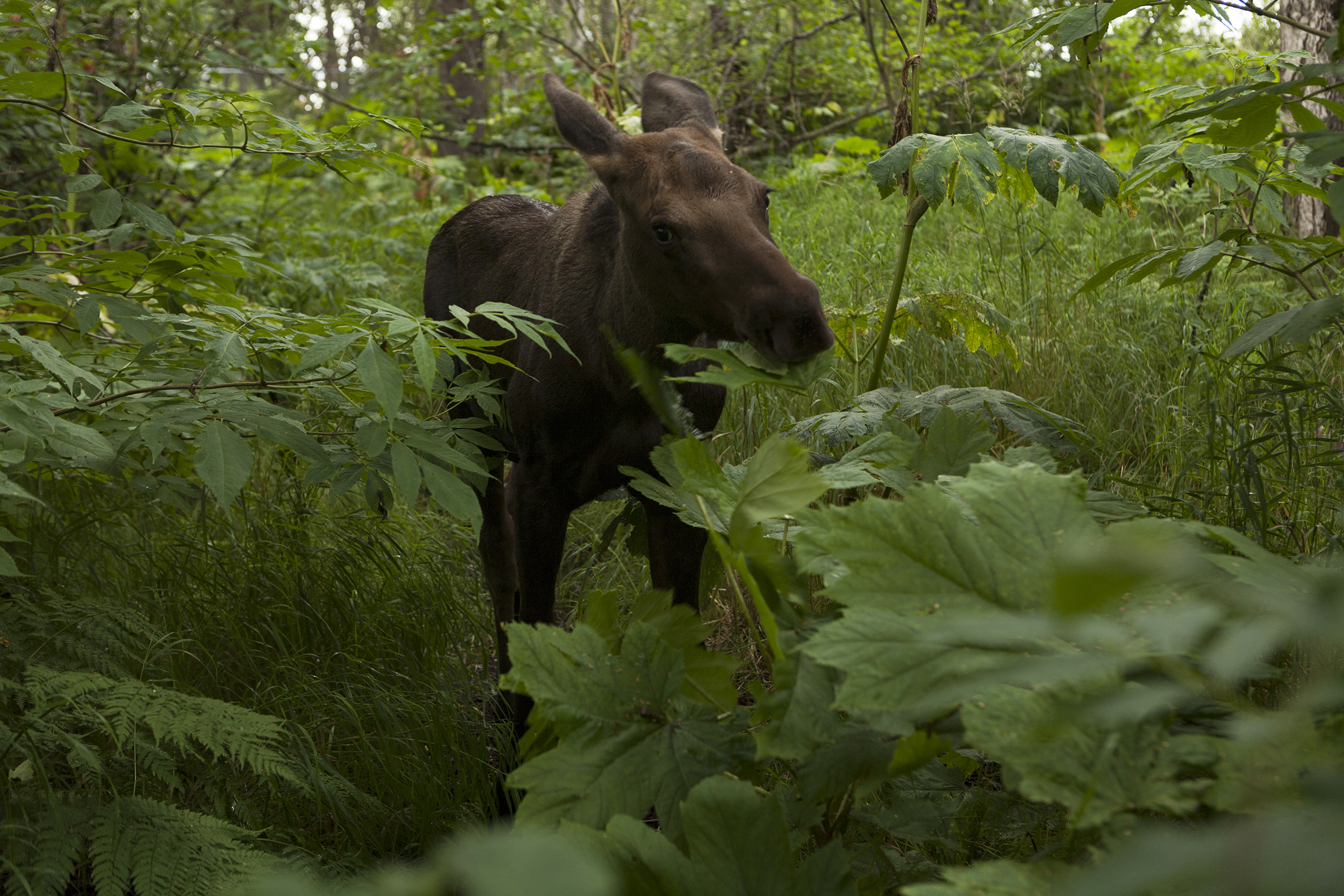  On the Tony Knowles Trail, one of the Greenbelts located in Anchorage, Alaska, a baby moose grazes near the 11 -mile bike path from Kincaid Park to Cook Inlet. © Photo by Gail Fisher 