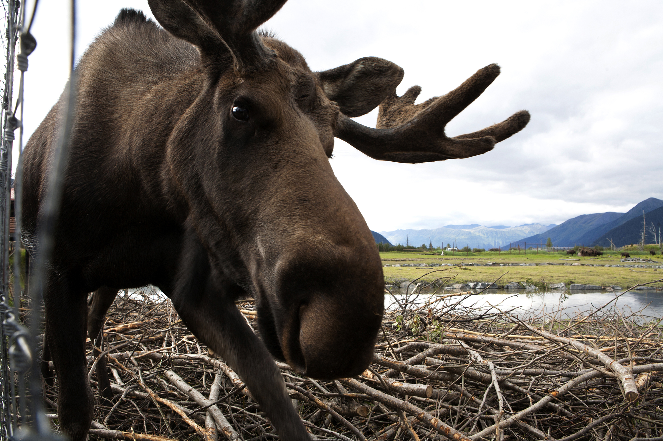  On the 200-acre Alaska Conservation Center in Girdwood, Alaska, a habituated moose approaches a curious photojournalist. AWCC provides refuge for orphaned, injured and animals that can’t survive in the wild. © Photo by Gail Fisher 