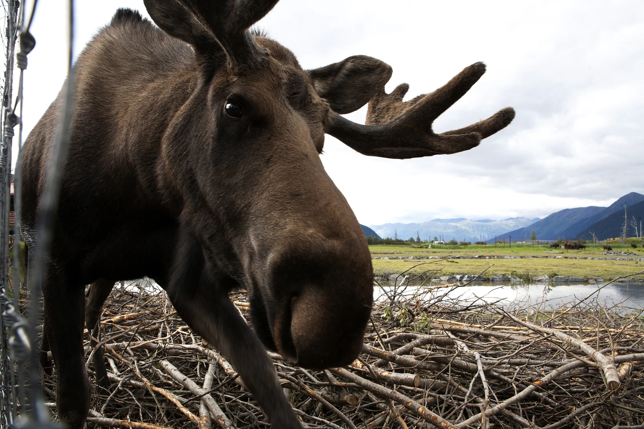 On the 200-acre Alaska Conservation Center in Girdwood, Alaska, a habituated moose approaches a curious photojournalist. AWCC provides refuge for orphaned, injured and animals that can’t survive in the wild. © Photo by Gail Fisher