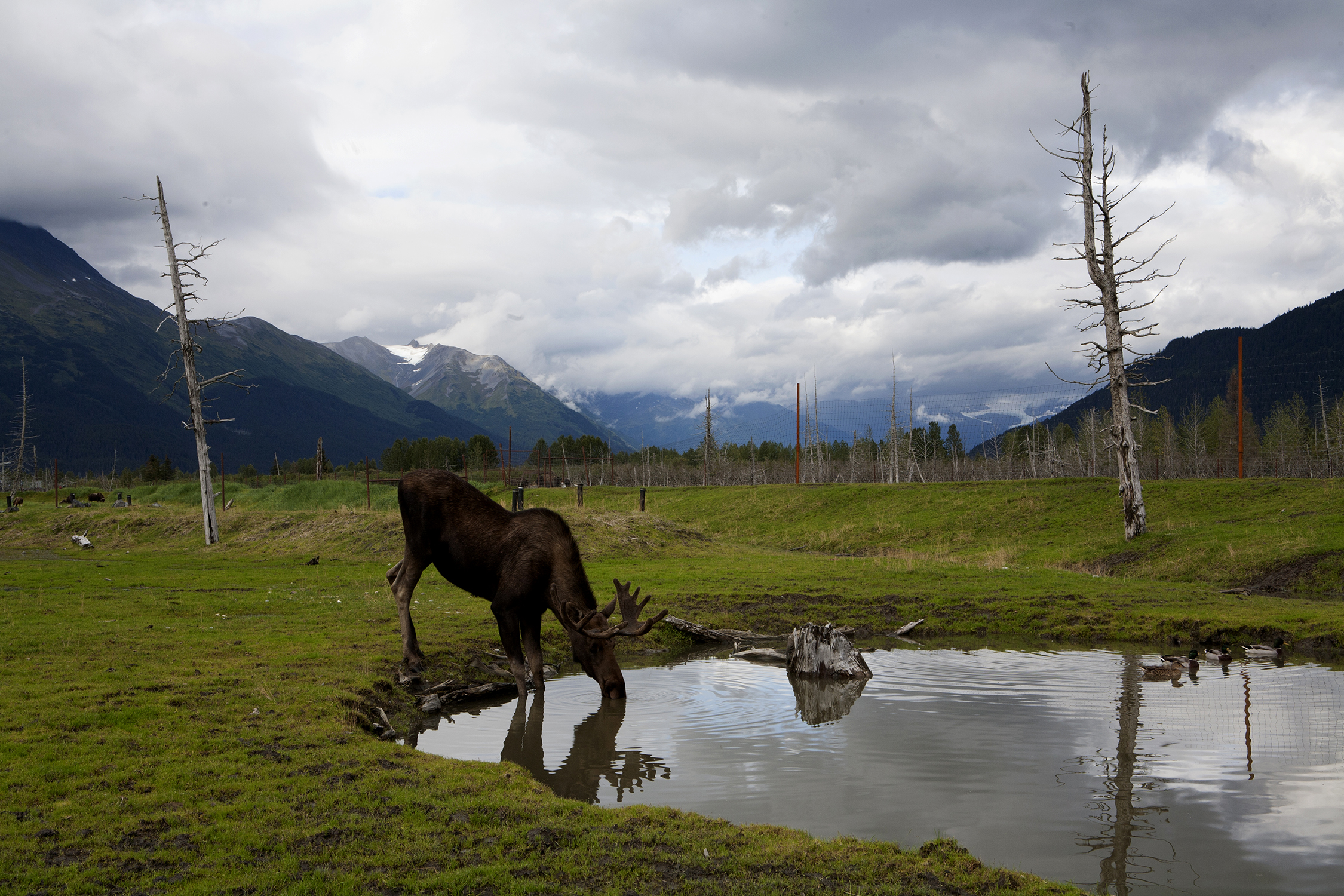  Set on the shores of Turnagain Arm,&nbsp; the 200-acre Alaska Conservation Center in Girdwood, Alaska provides refuge for orphaned, injured and animals like this moose that can’t survive in the wild. © Photo by Gail Fisher 