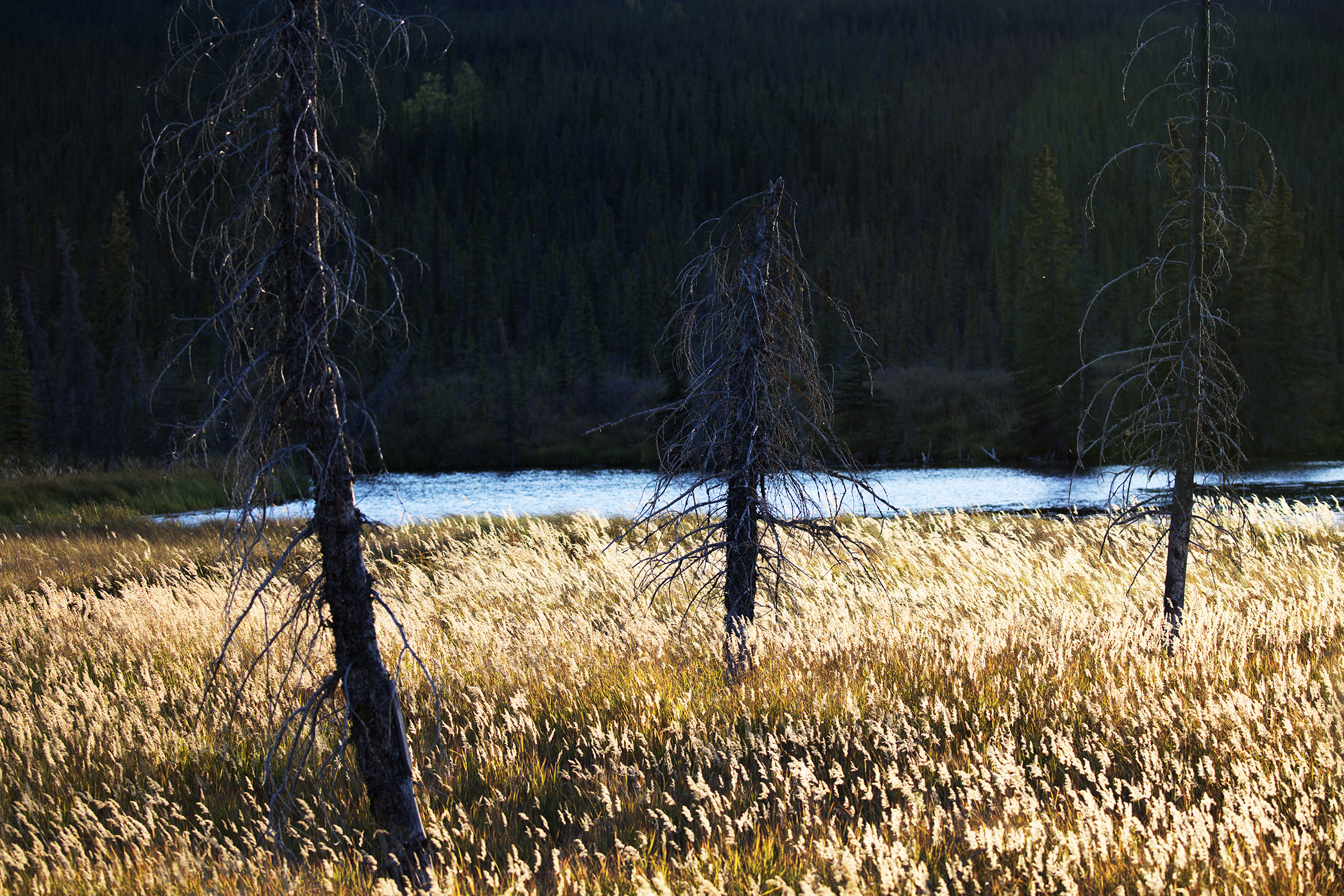  Autumn turns the grasses to a golden yellow outside Alaska’s Denali National Park located just 250 miles south of the Arctic Circle.&nbsp; © Photo by Gail Fisher&nbsp;    