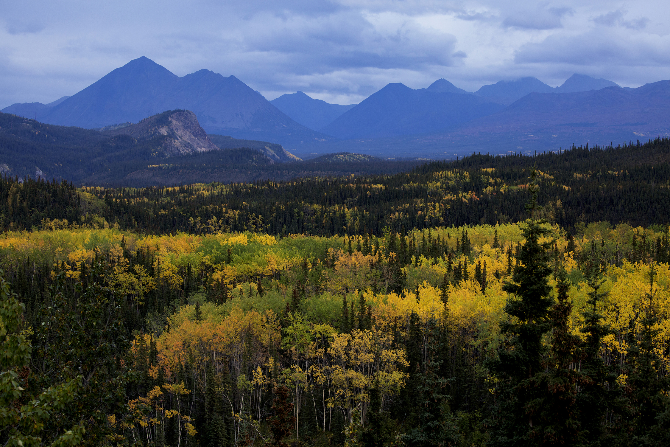  Autumn turns the leaves to a golden yellow in Alaska’s Denali National Park and Preserve located just 250 miles south of the Arctic Circle. In this subarctic wilderness the short autumns burst with vibrant colors of birch and aspen. © Photo by Gail 