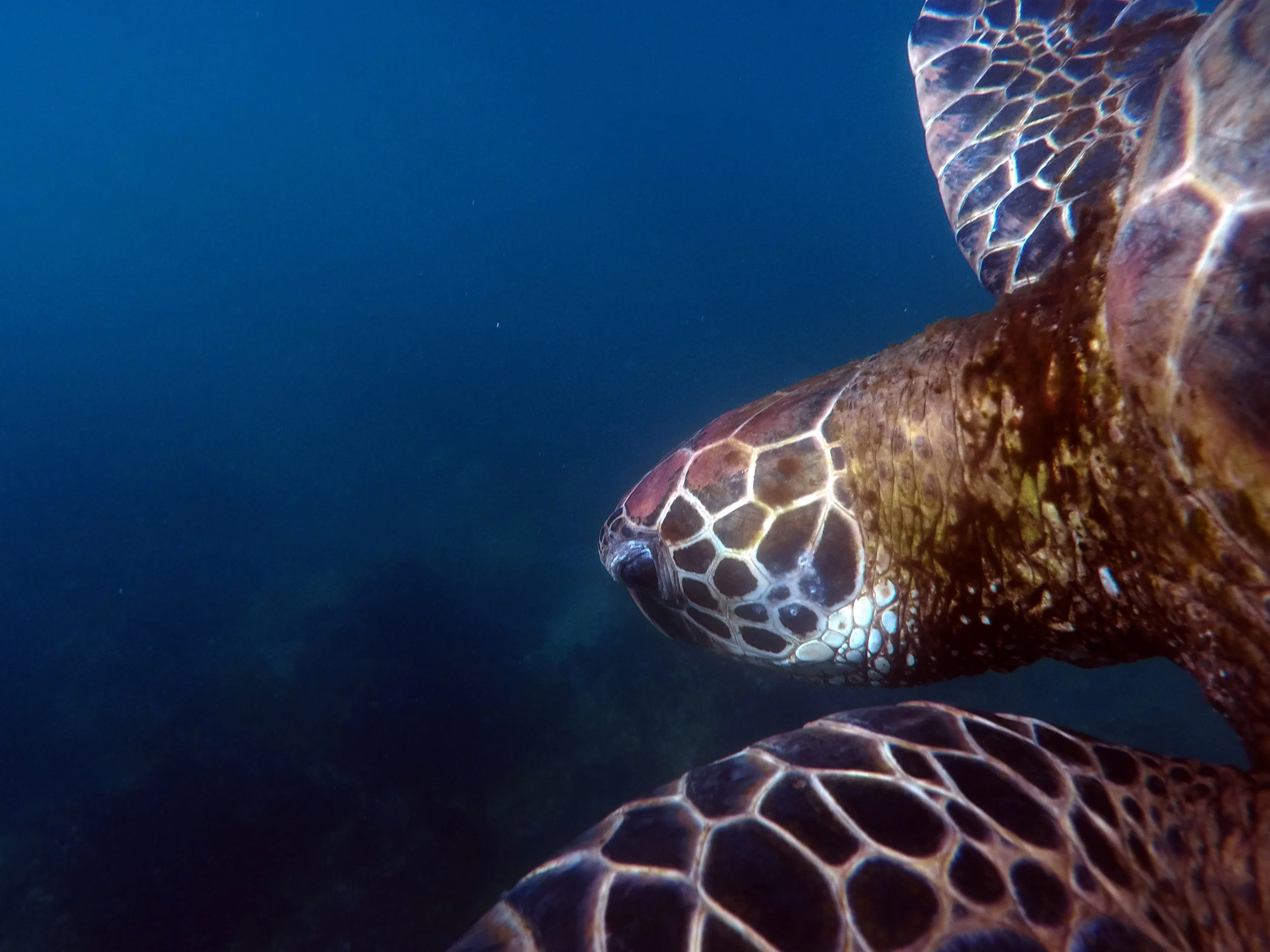 20150124Galapagos013web.jpg