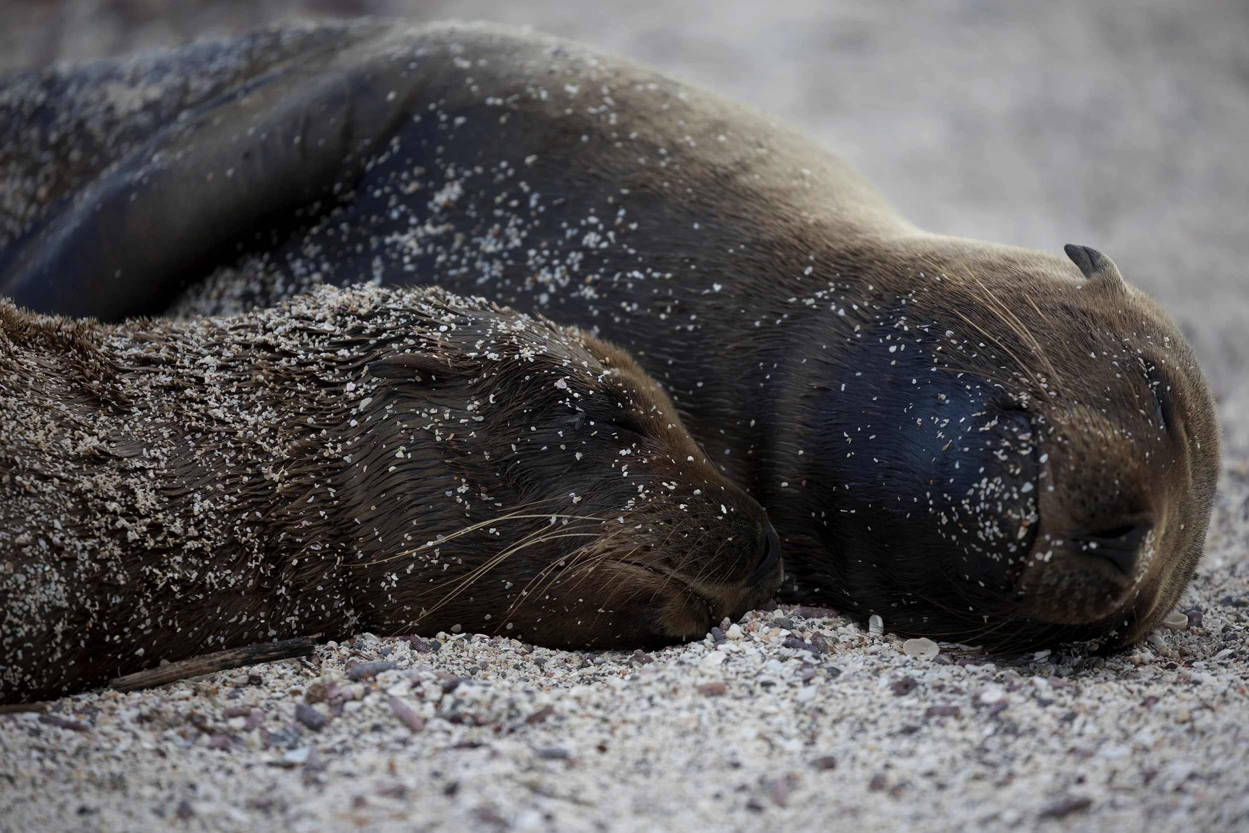 20180301Galapagos003web.jpg