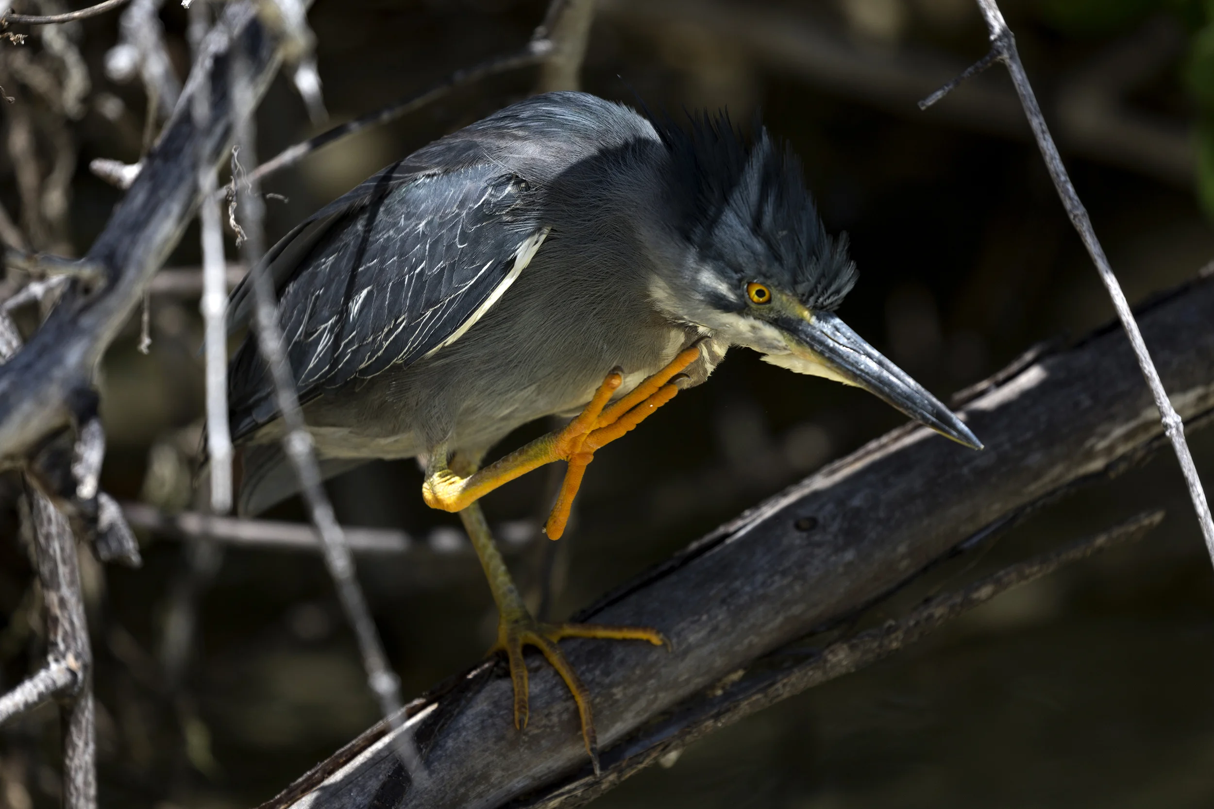 20180301Galapagos007web.jpg