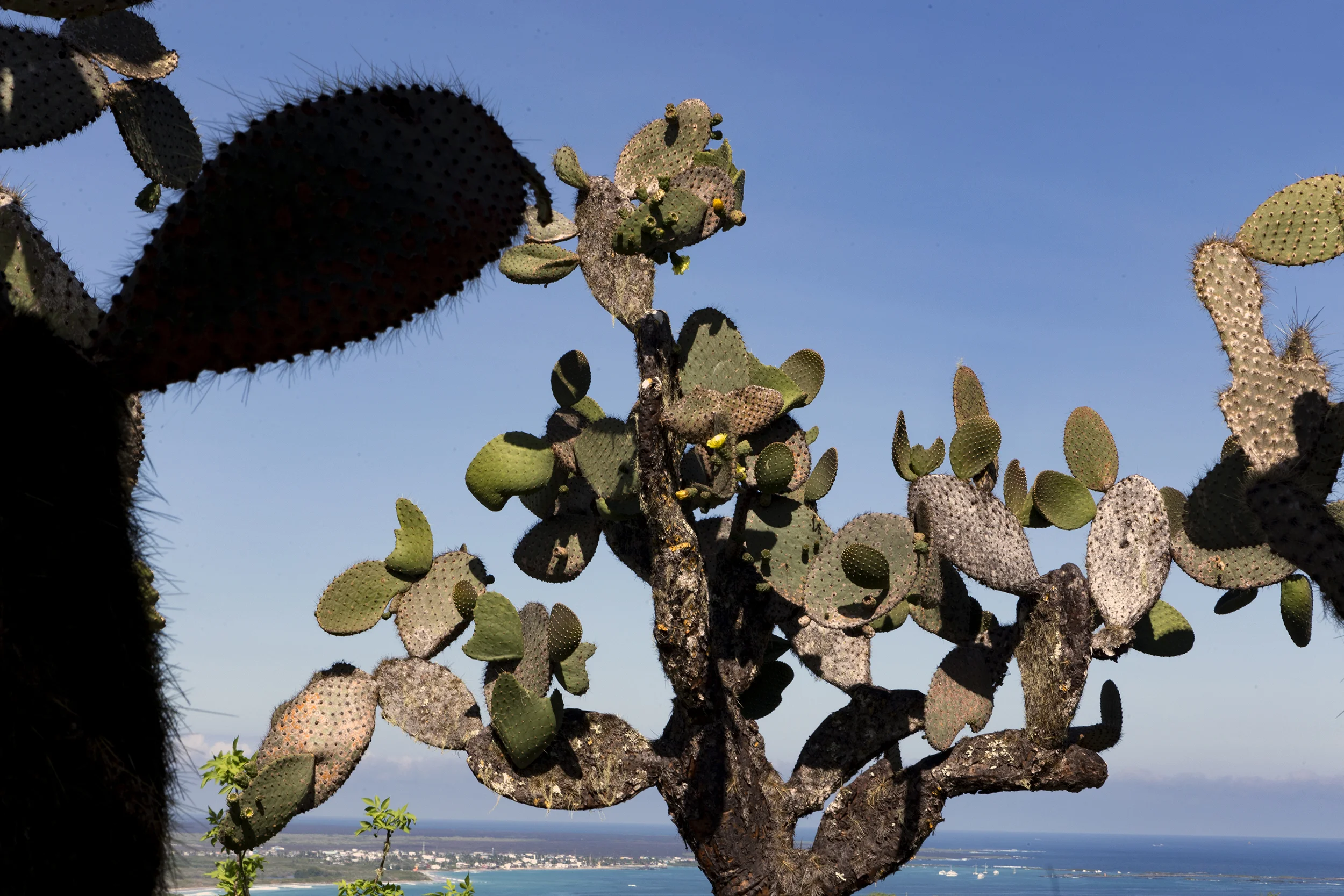 20180302Galapagos022web.jpg