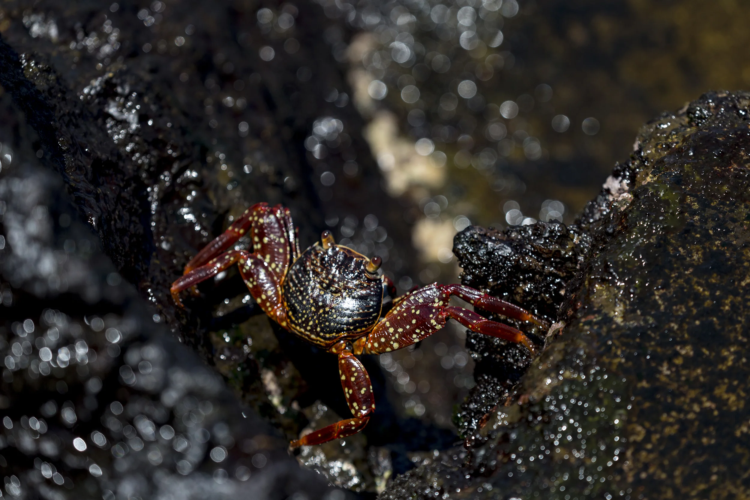 20180304Galapagos008web.jpg